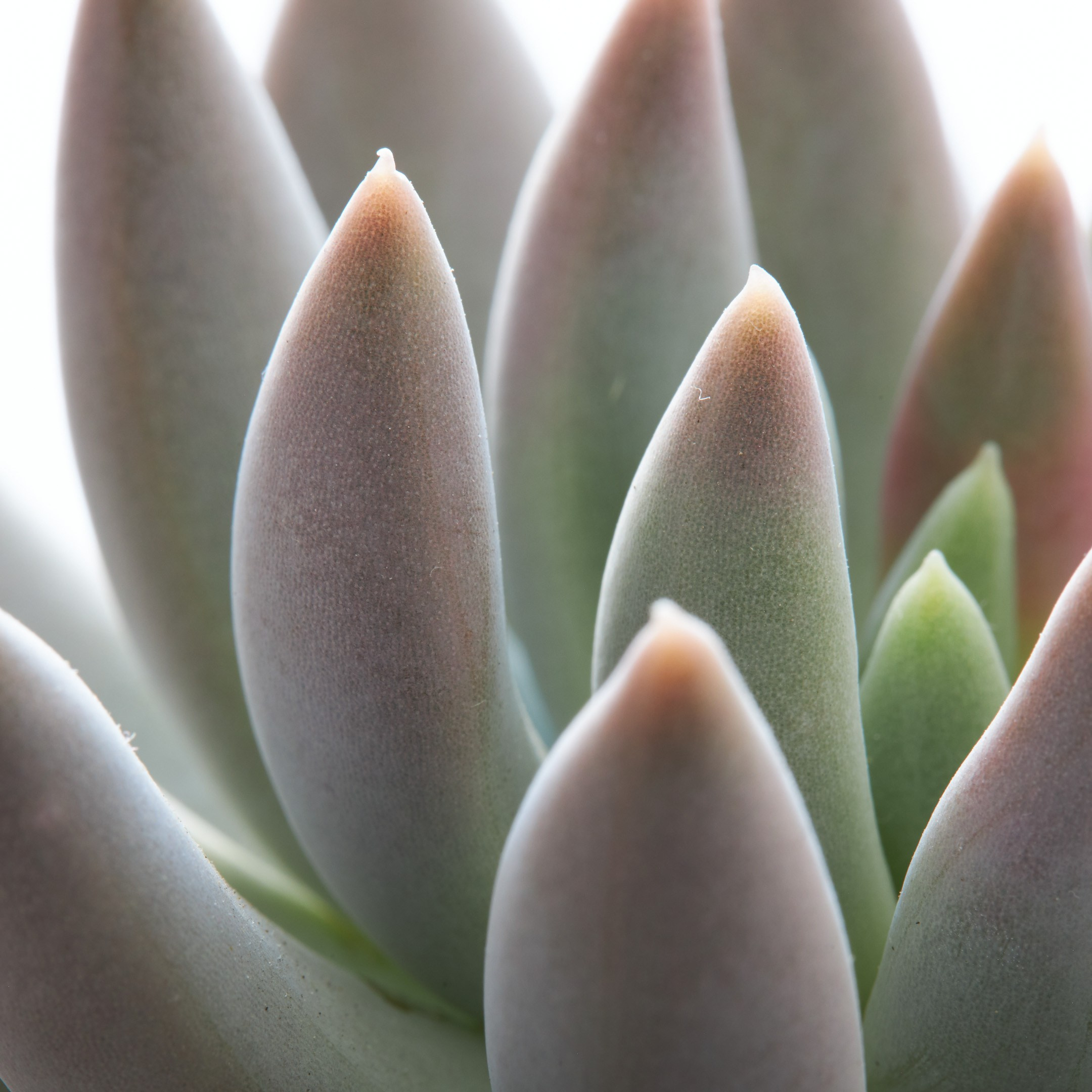 Decorative succulent closeup - photographer Andrey Dunin