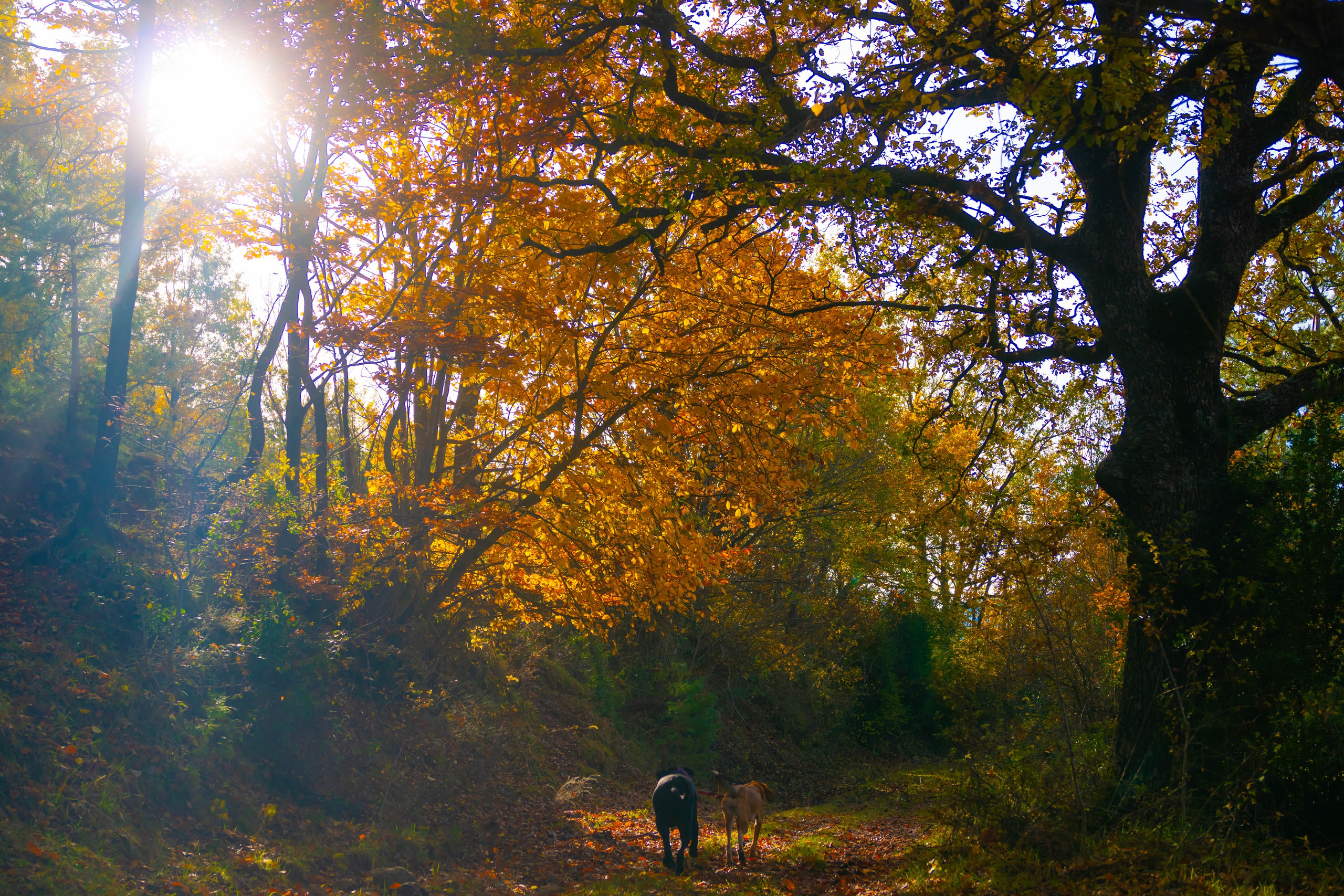 Ruta Otoño. Alba del Norte Studio
