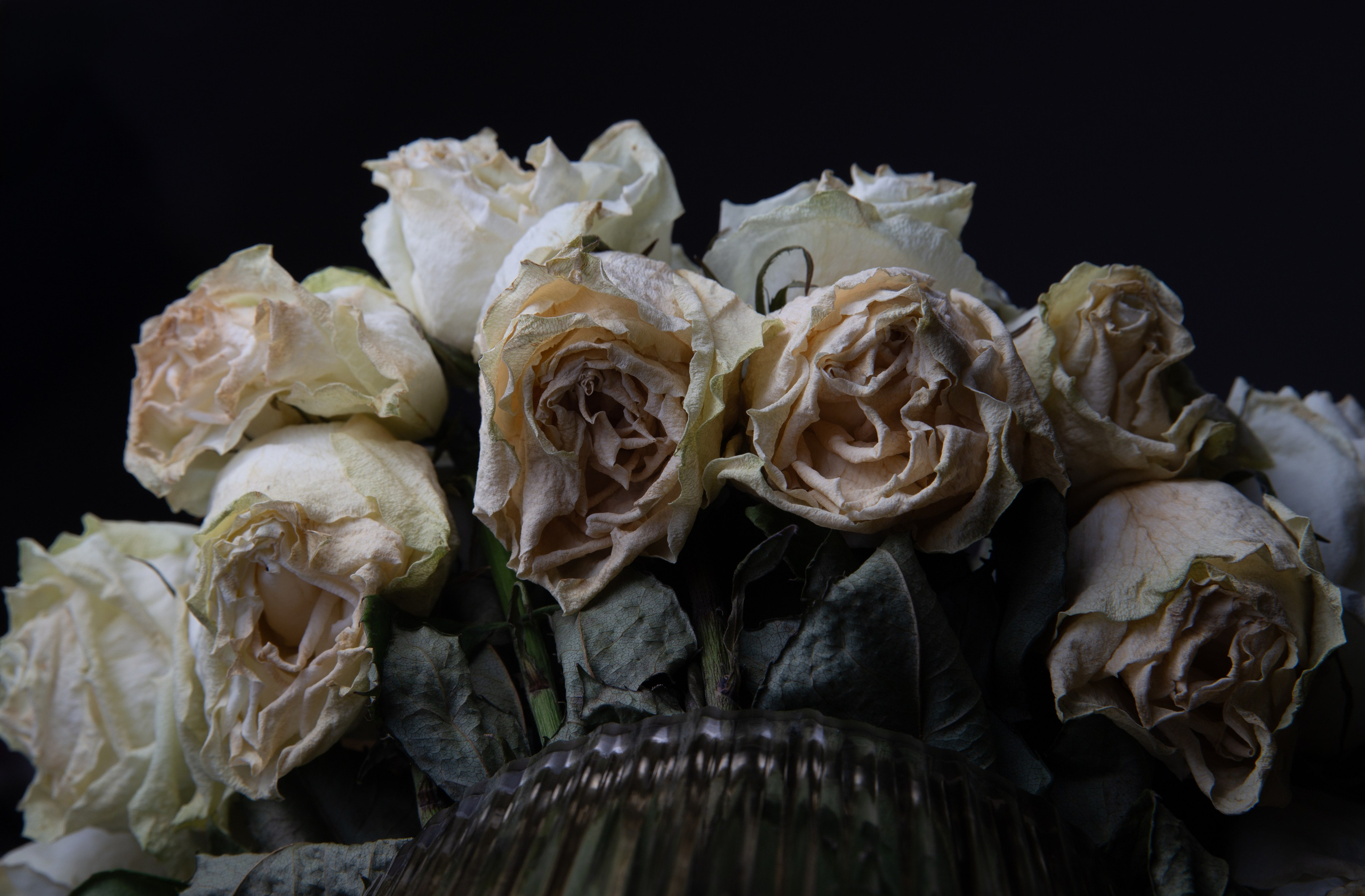 Cluster of aged white roses photographed in soft, dramatic lighting to emphasize vintage elegance and texture