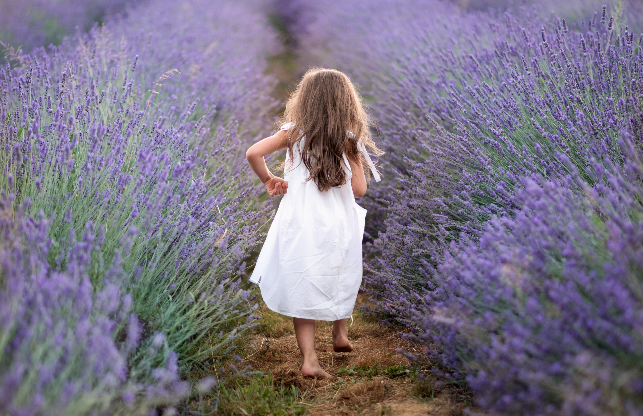 Lavanda. Uliana Radeka Fotograf