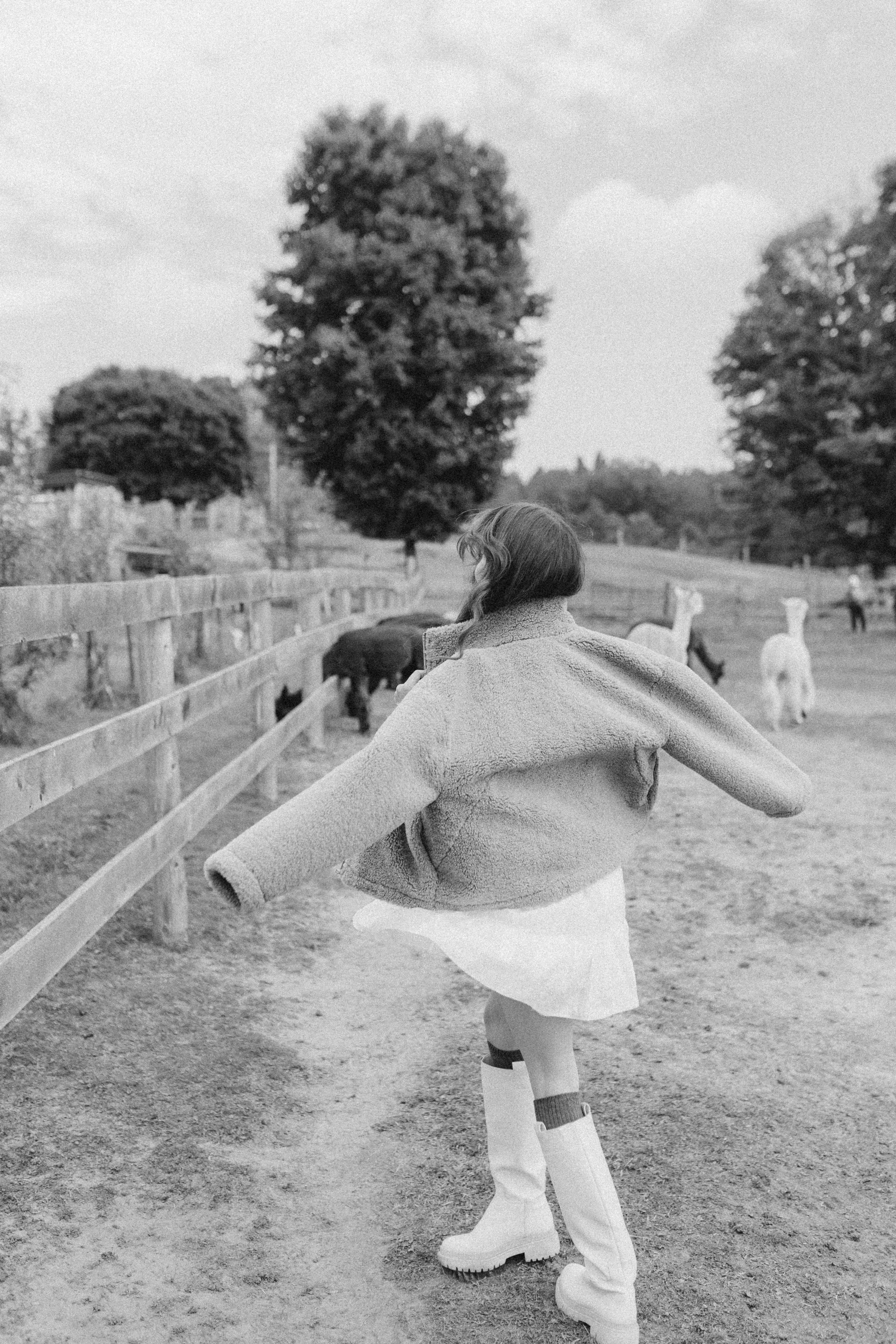 Alpacas Farm. Chernenko.photography