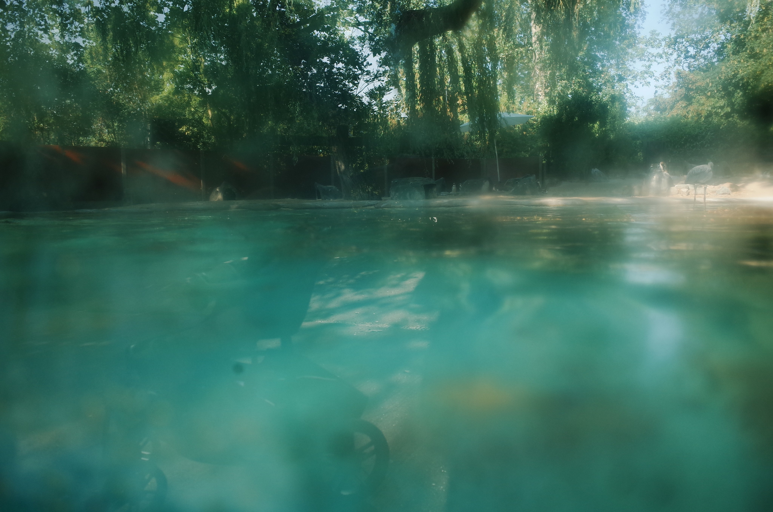 Little penguins. London zoo. Victoria Dini Photography