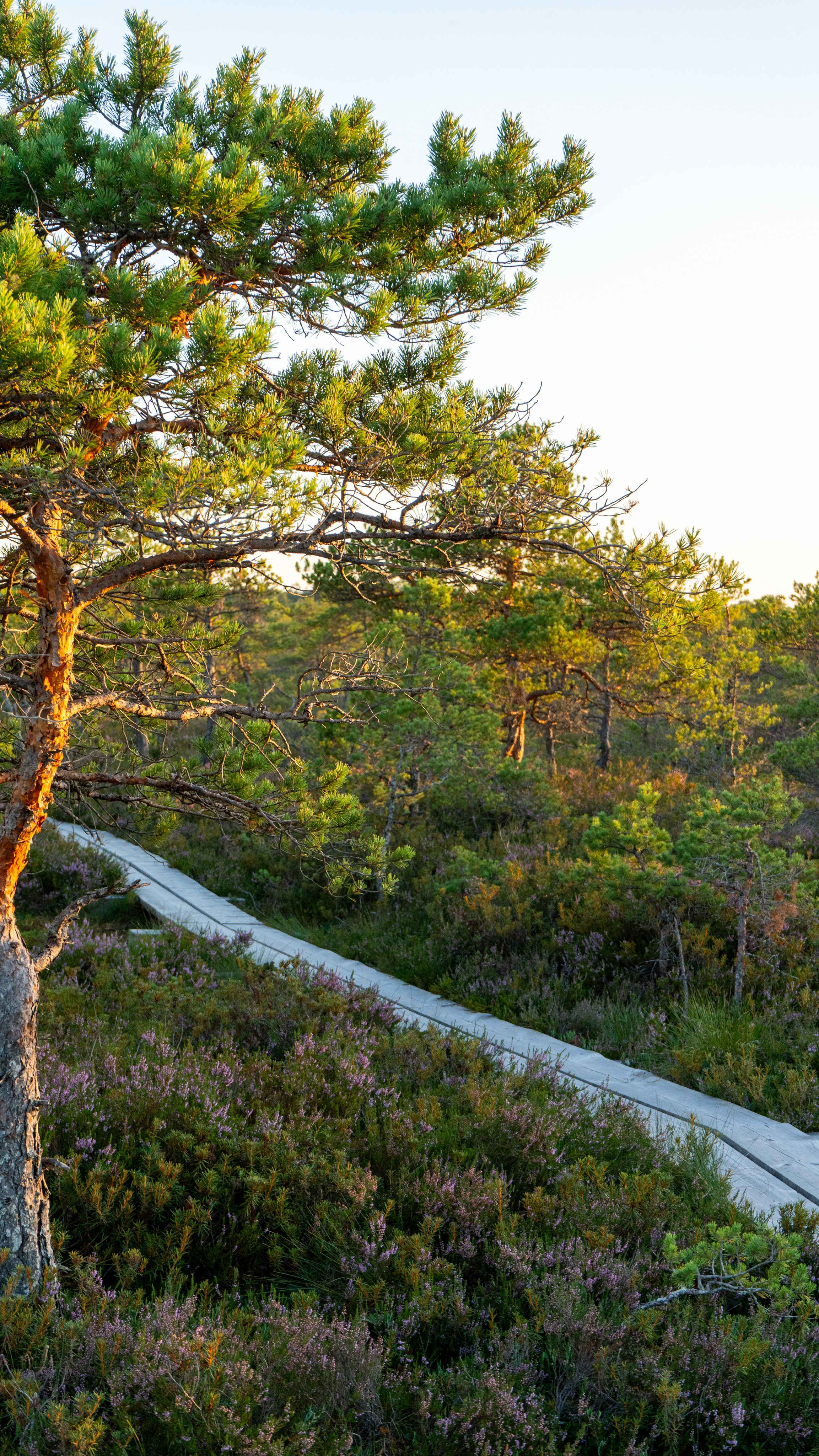 Whispers of Estonia. Photography | Videography | Marketing