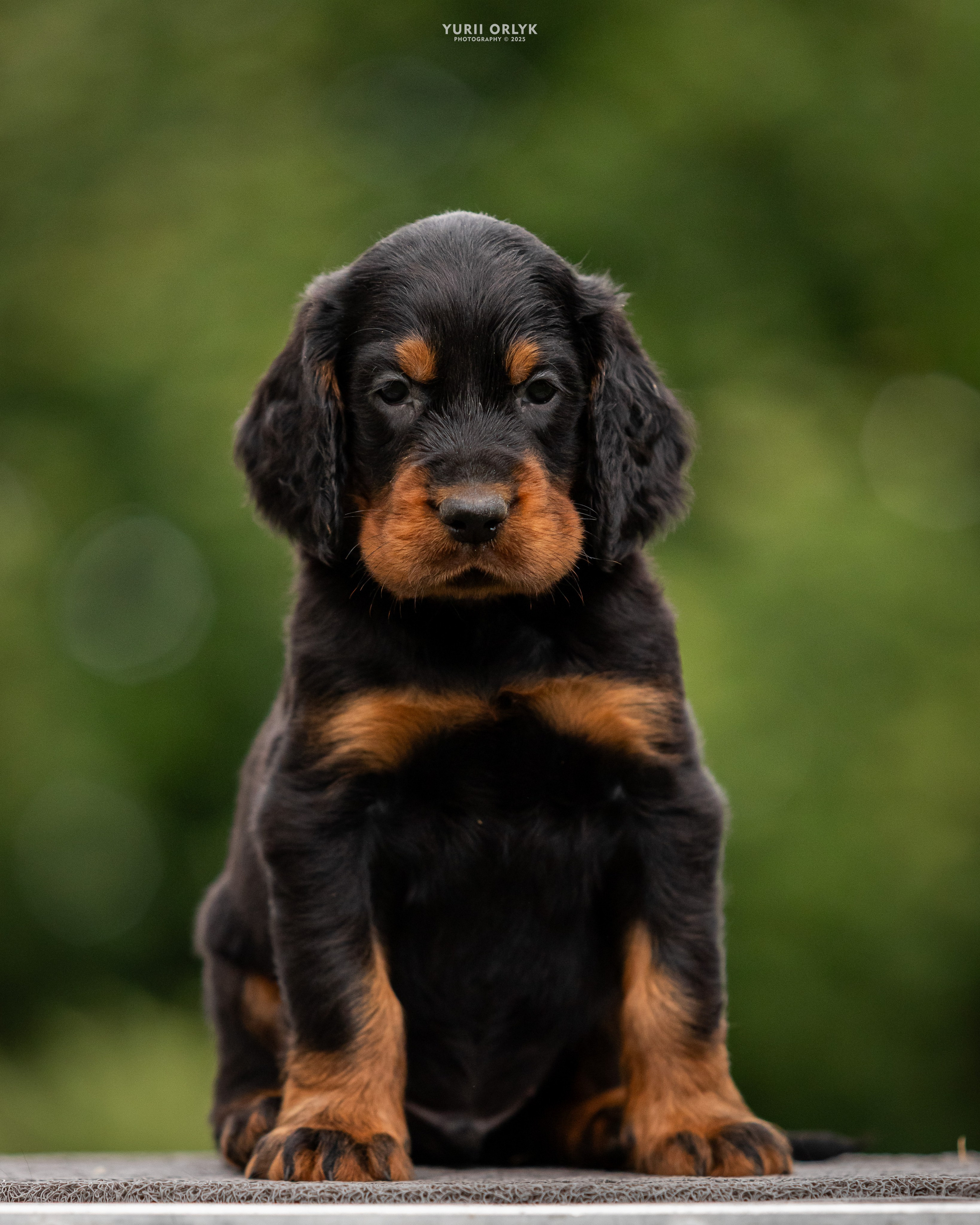 Puppies. Yurii Orlyk Photography