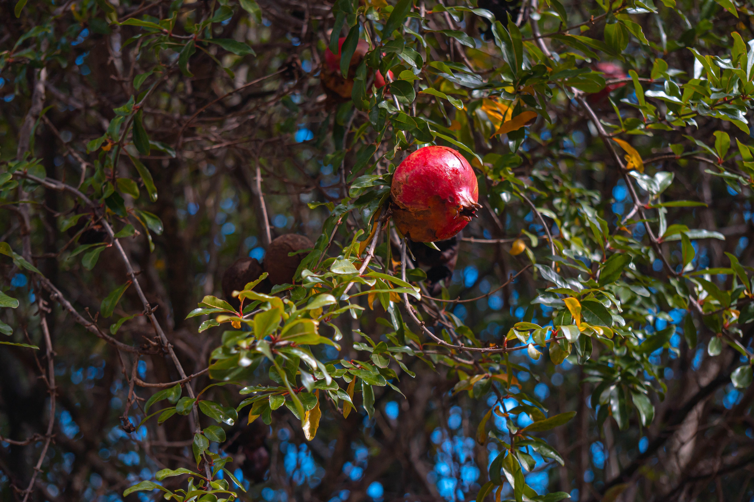 Bocetos. Alba del Norte Studio