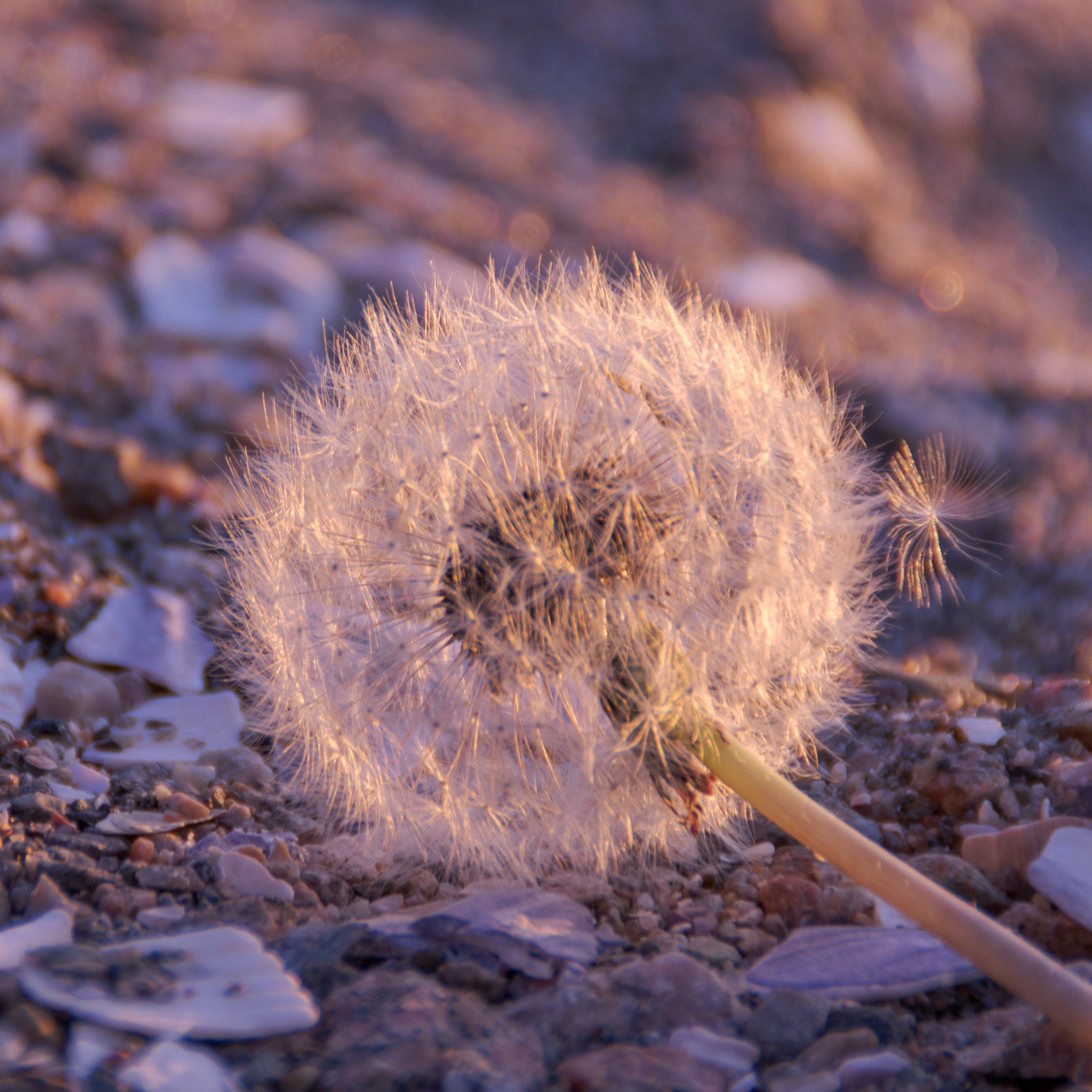 Portfolio. Photographer in Sotenäs municipality. Fotograf i Sotenäs kommun