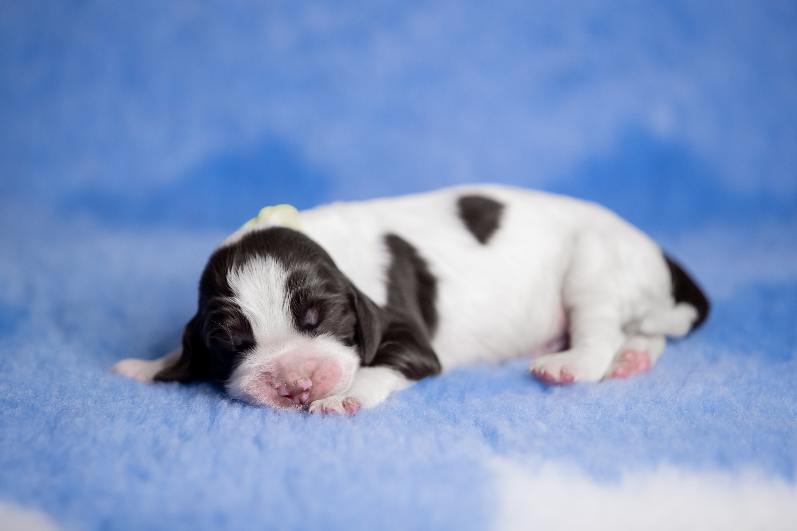 Male — Yellow collar 💛. Website of the titled stud dog of the Springer Spaniel breed