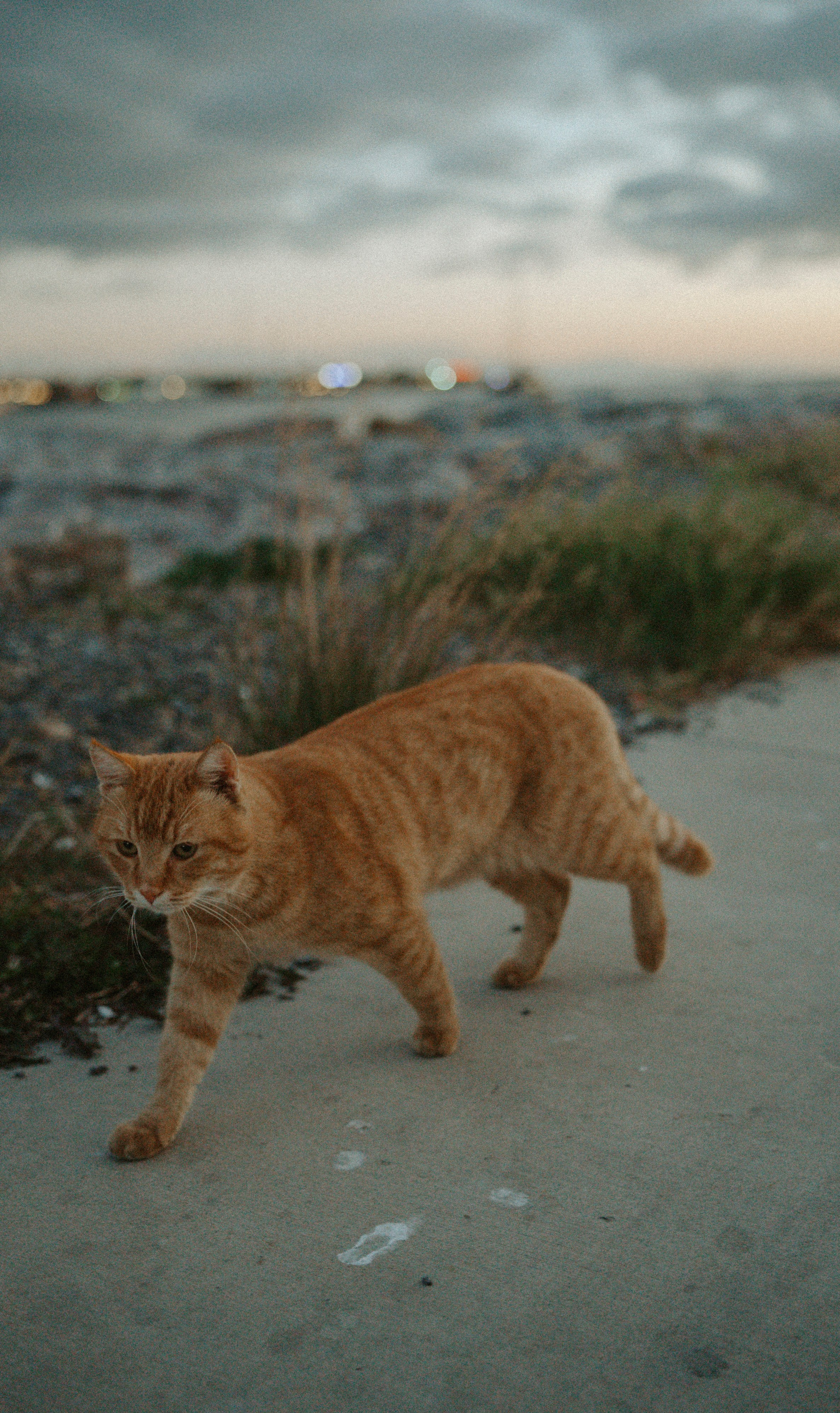 СТАМБУЛ. Стрит-фотография, полная абсурда, идиотизма и красоты
