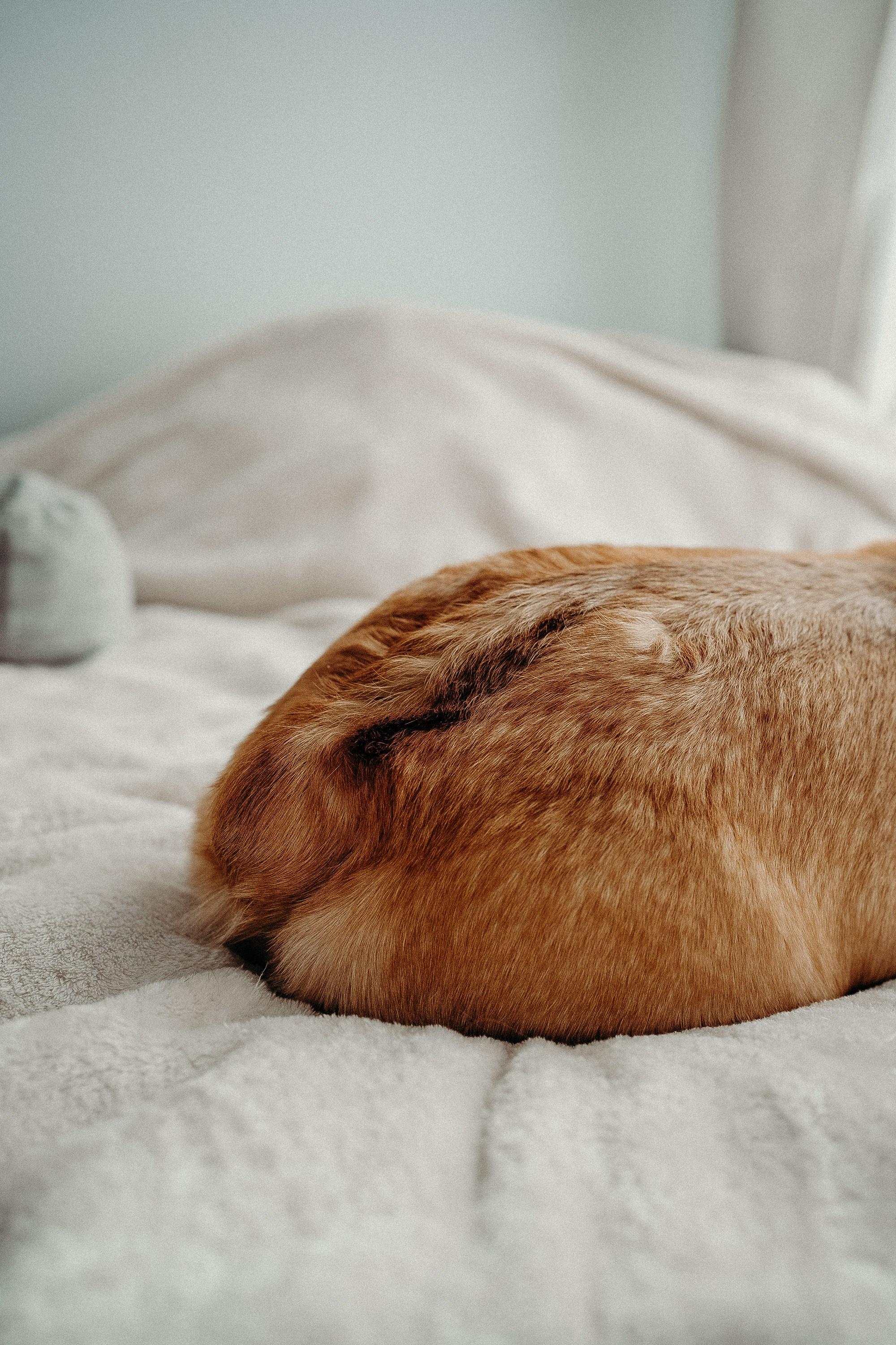 Photos of a little corgi and her owner. Portrait and wedding photographer in New York
