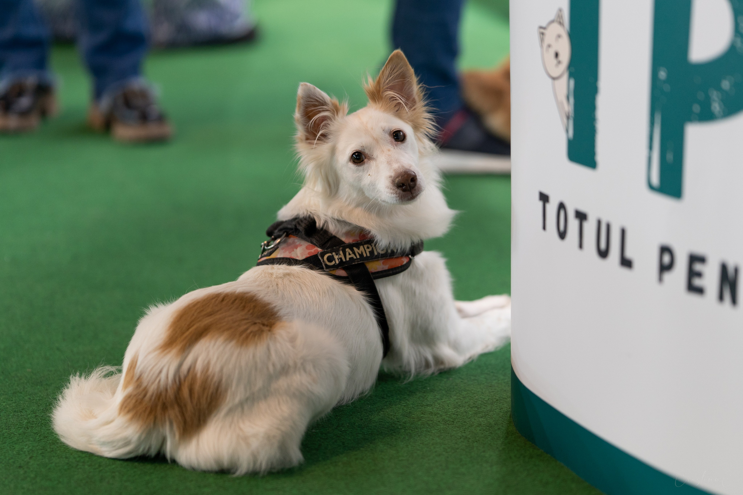 Pet Expo 2025. Bycristinaciobanu