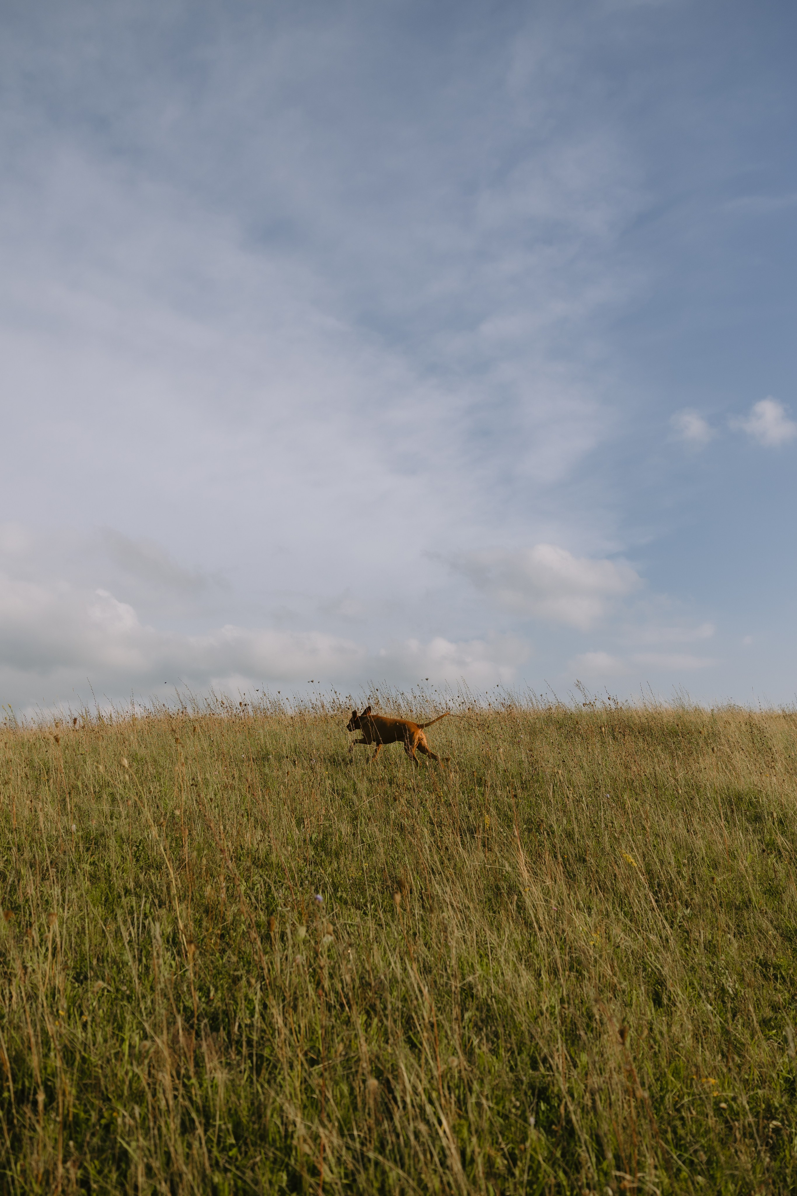Simonos ir Mariaus šeima | PIEVA. Vestuvių ir šeimų fotografė Lena Bondarenko / belove photo