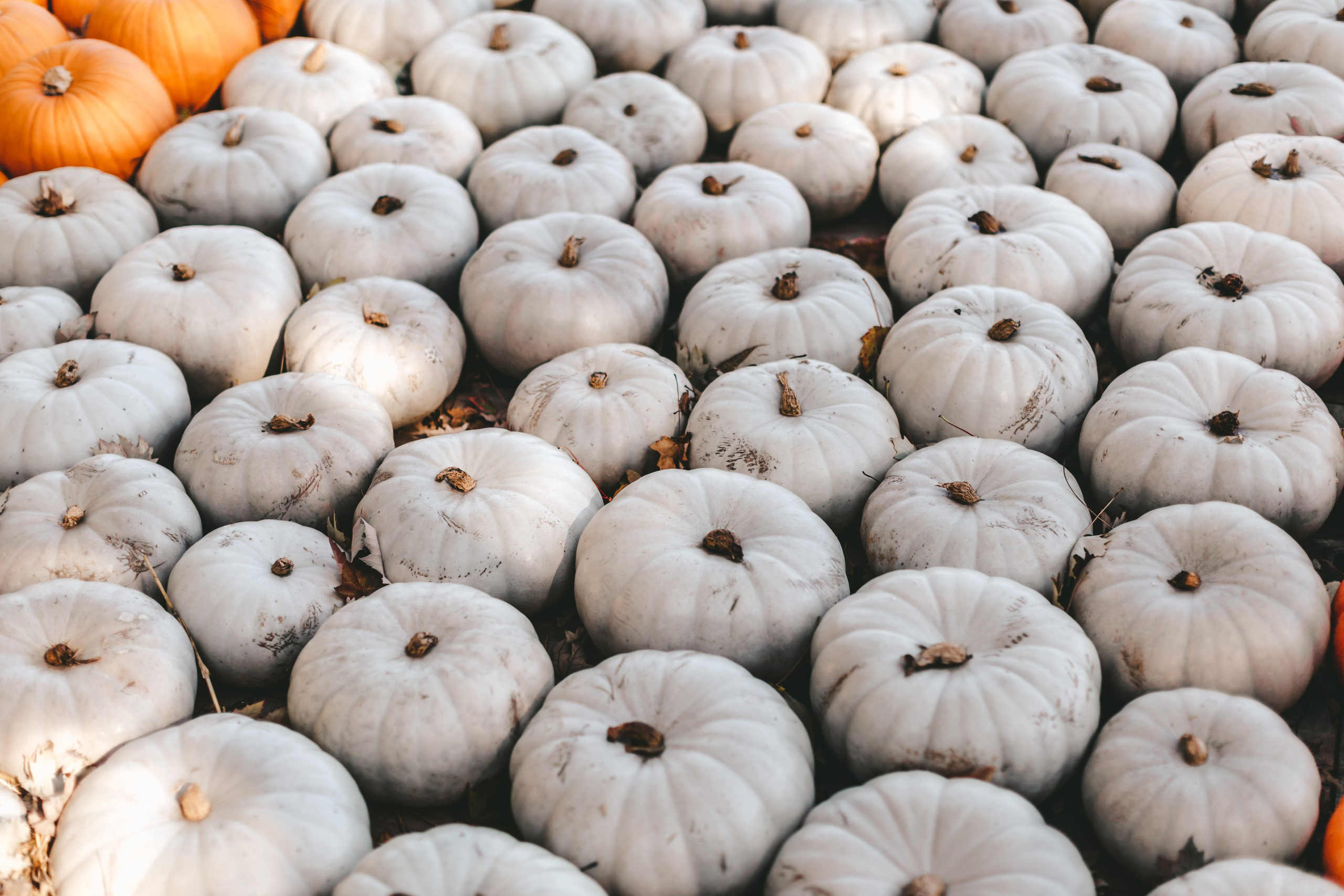 Фестиваль тыкв в Людвигсбурге. Фотограф в Германии — Мария Чистякова