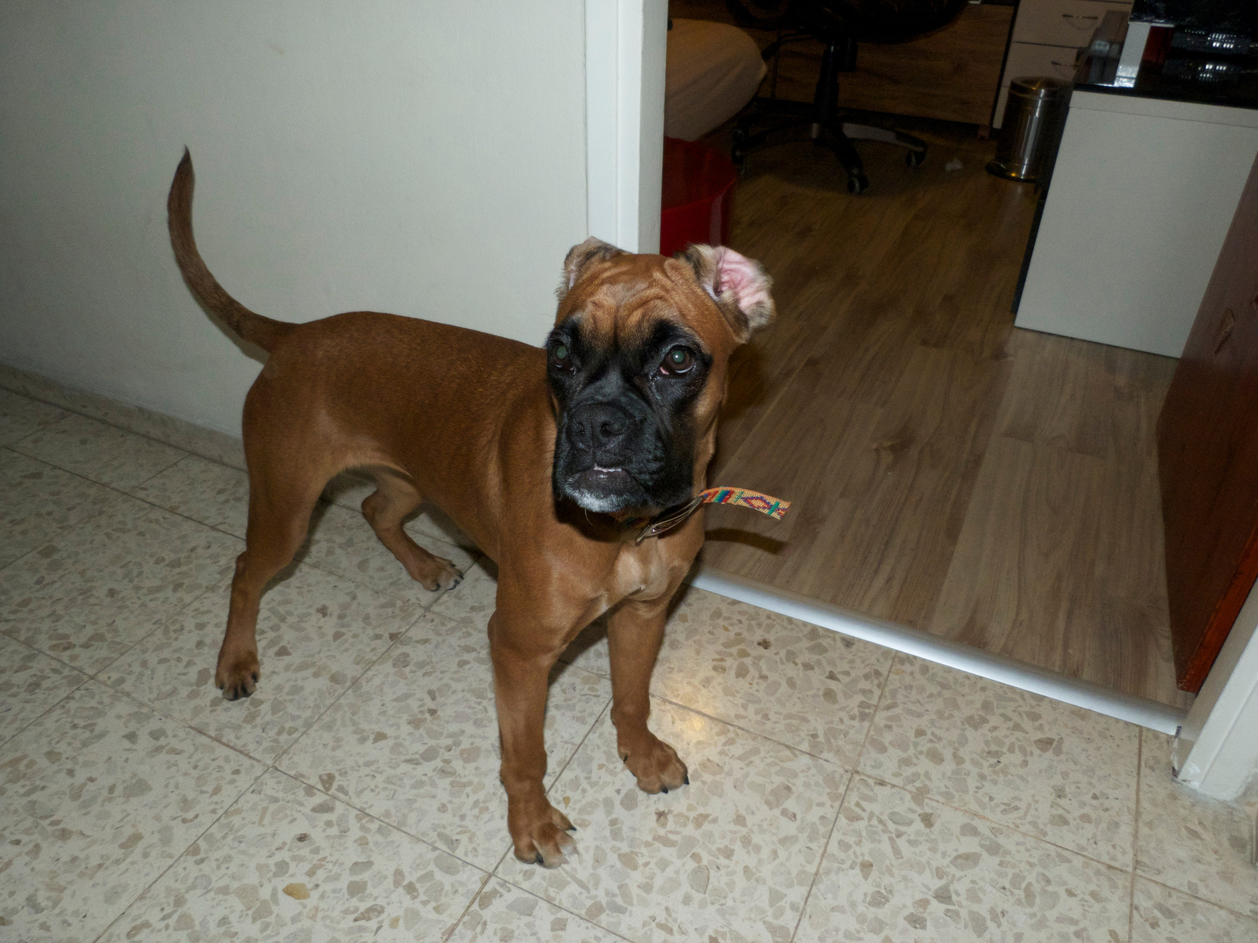 My ״Star״ Boxer Dog