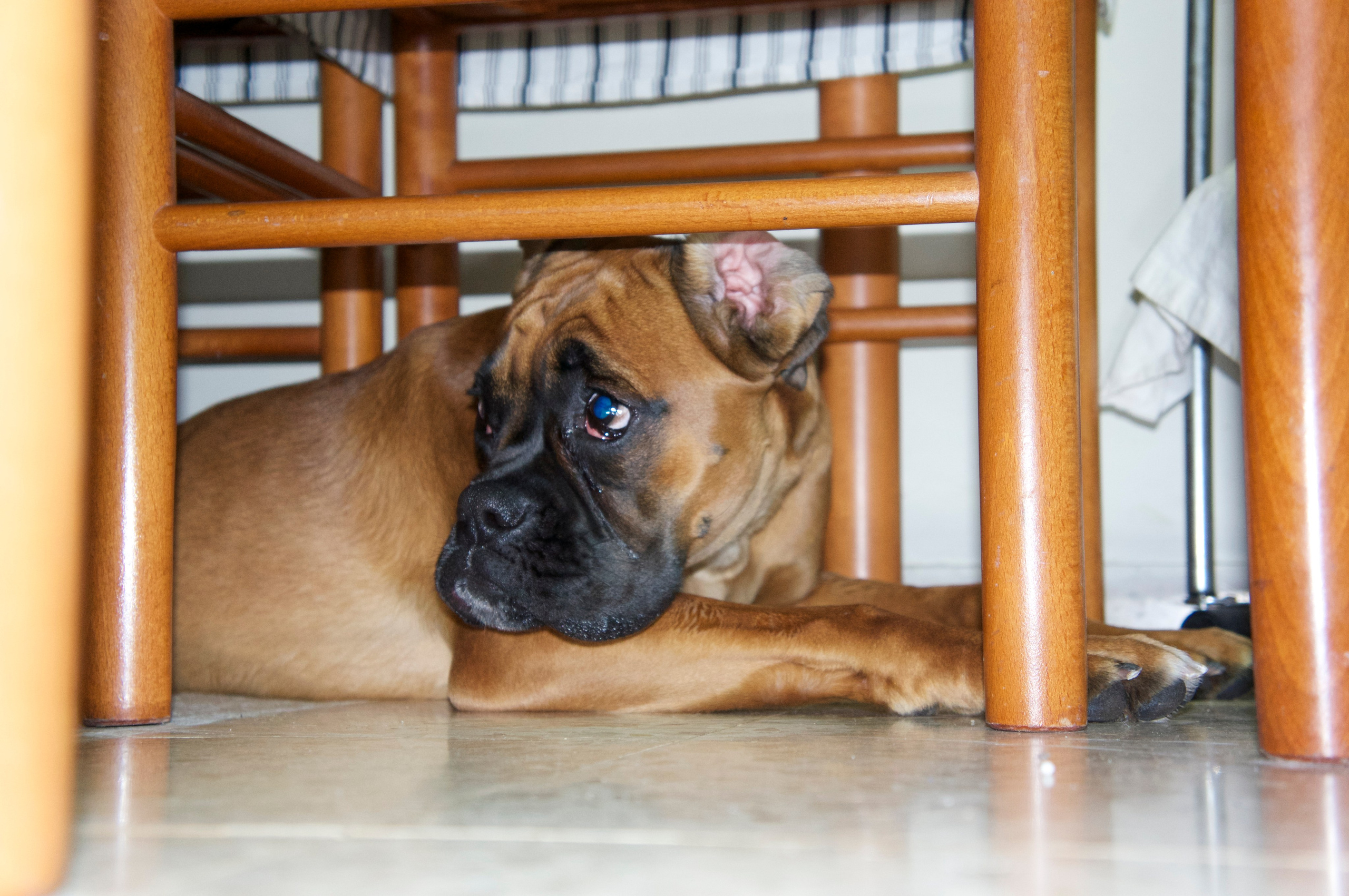 My ״Star״ Boxer Dog