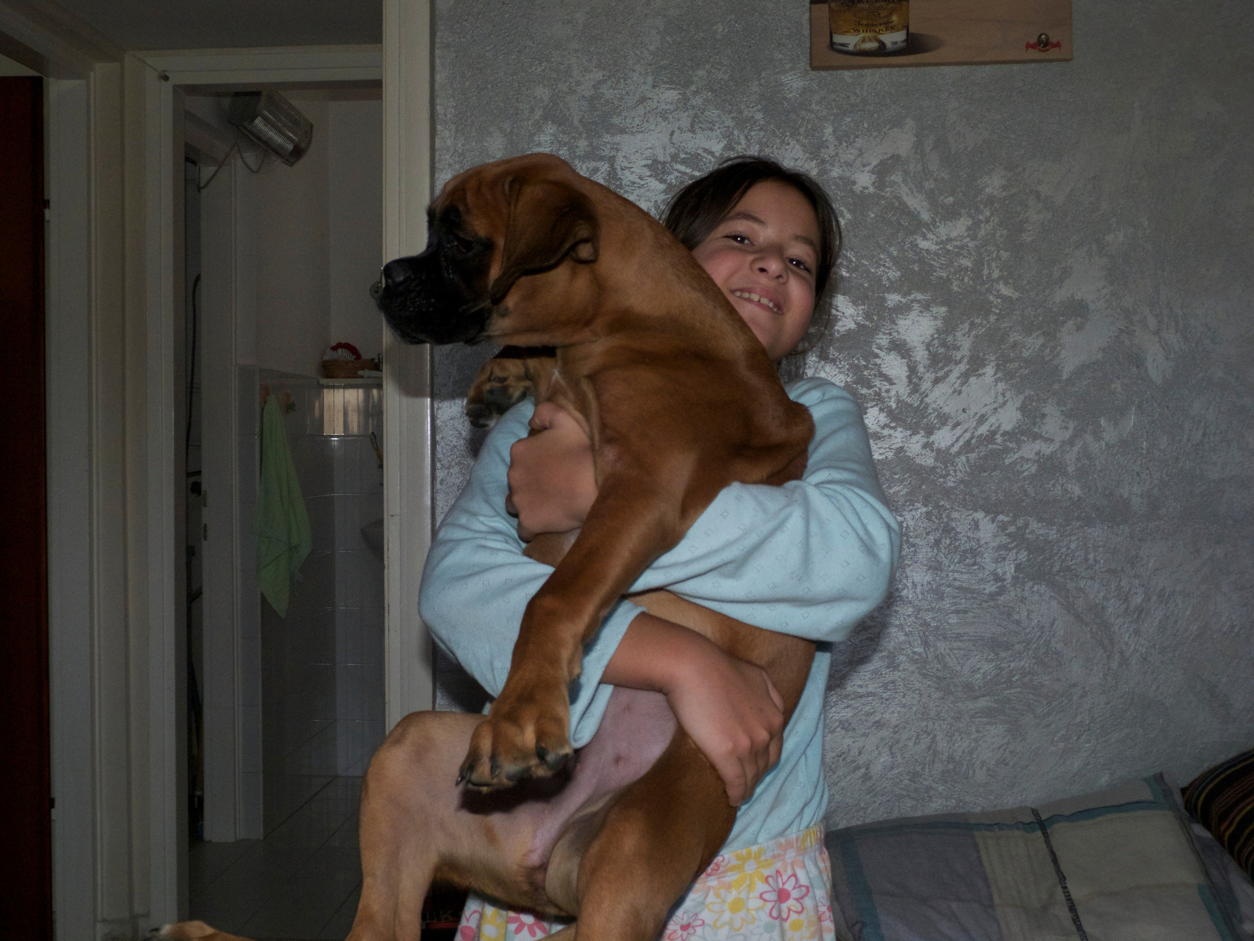 My ״Star״ Boxer Dog