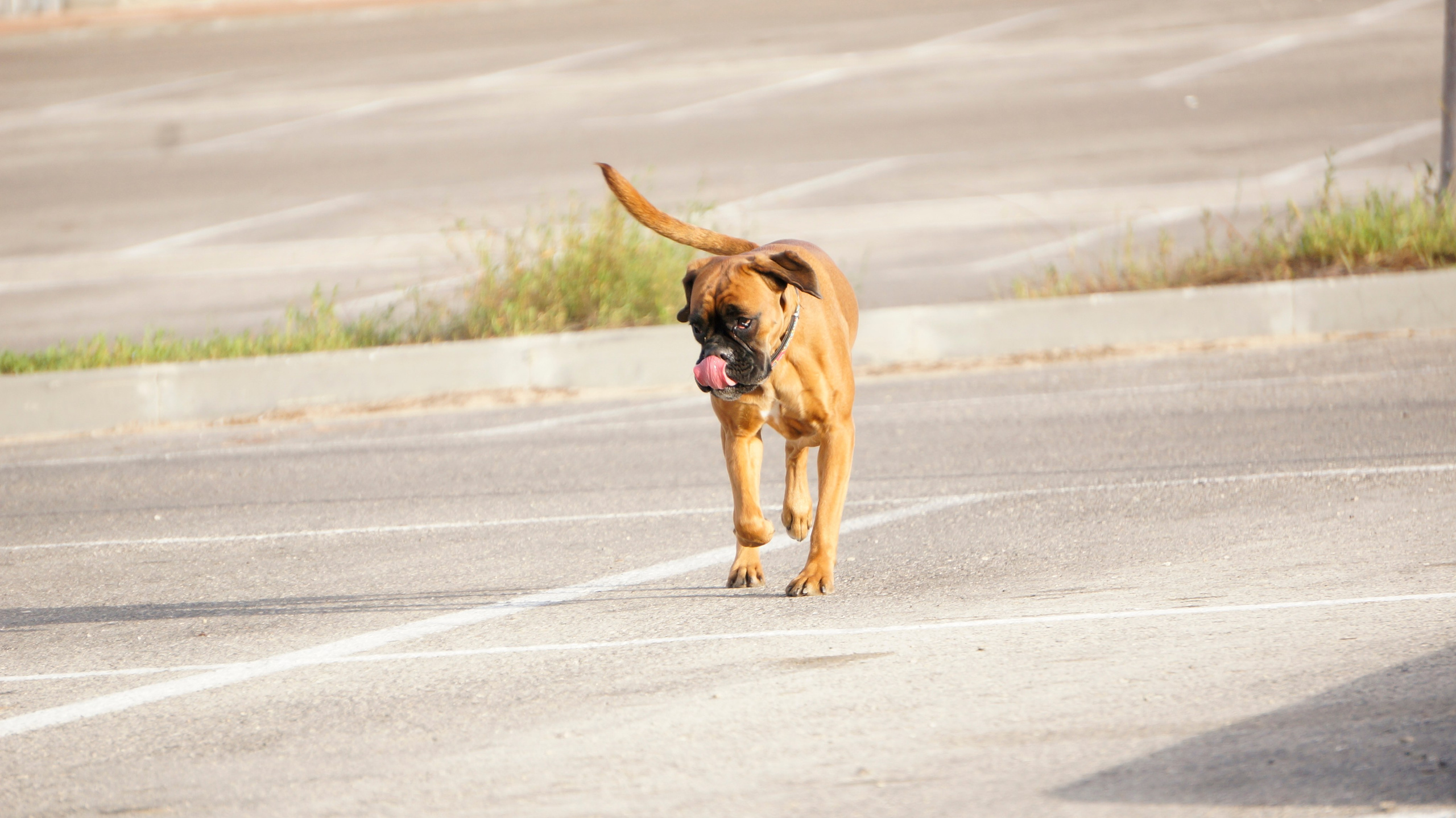 My ״Star״ Boxer Dog