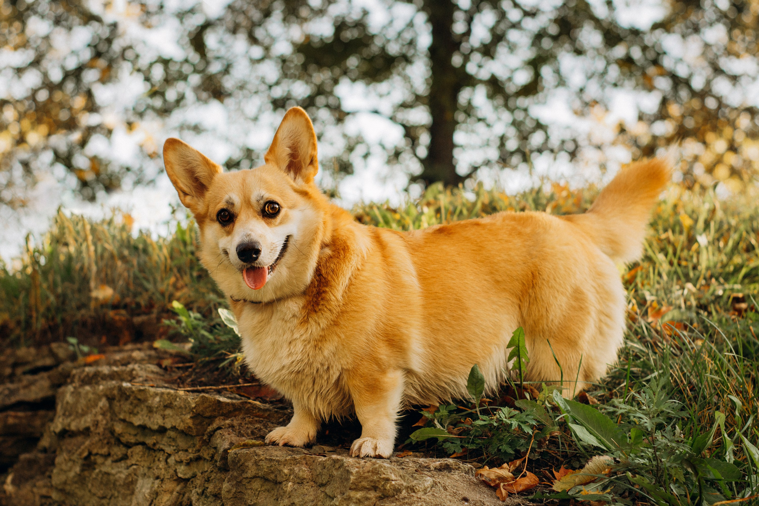 Irina and her Teffy, Pembroke Welsh Corgi. Kat Laisaar — Pet photographer in Tallinn