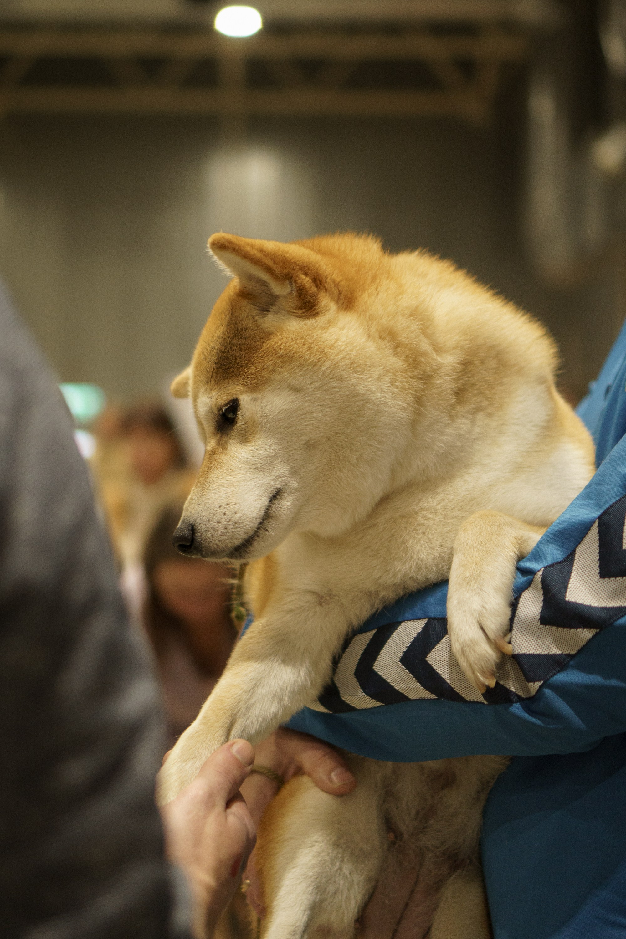 Tartu International Dog Show. Kat Laisaar — Pet photographer in Tallinn