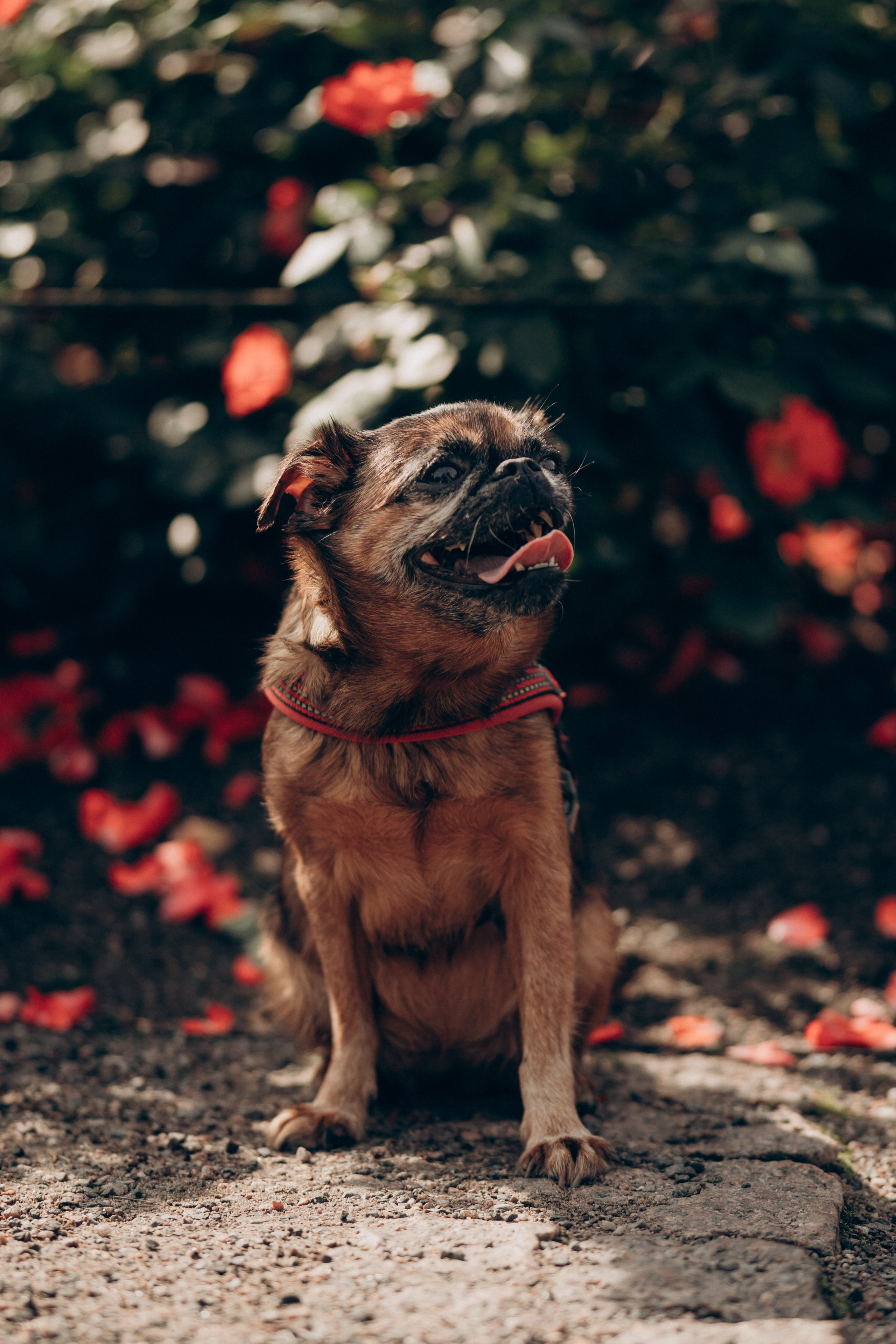 Natalia, Janik, Nusha & Betty. Фотограф-анималист в Таллинне, Катя Лайсаар