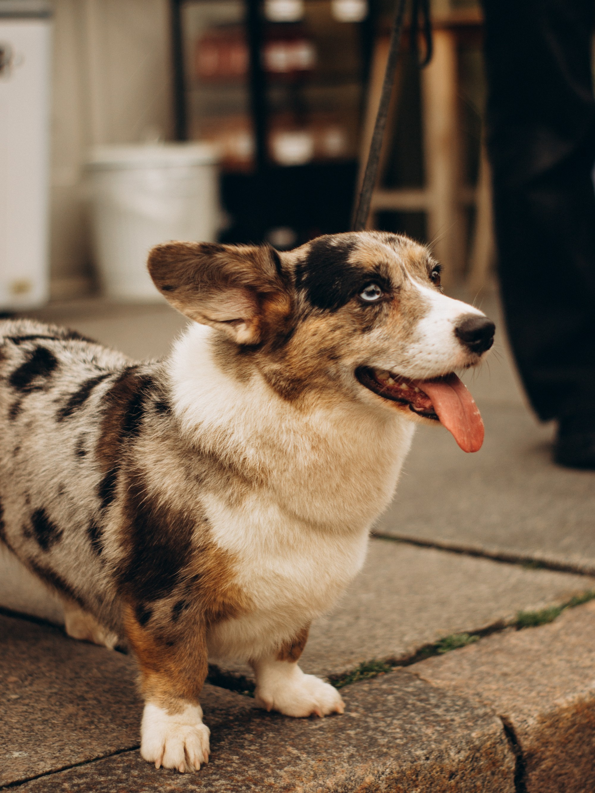 Corgi party, september. Kat Laisaar — Pet photographer in Tallinn