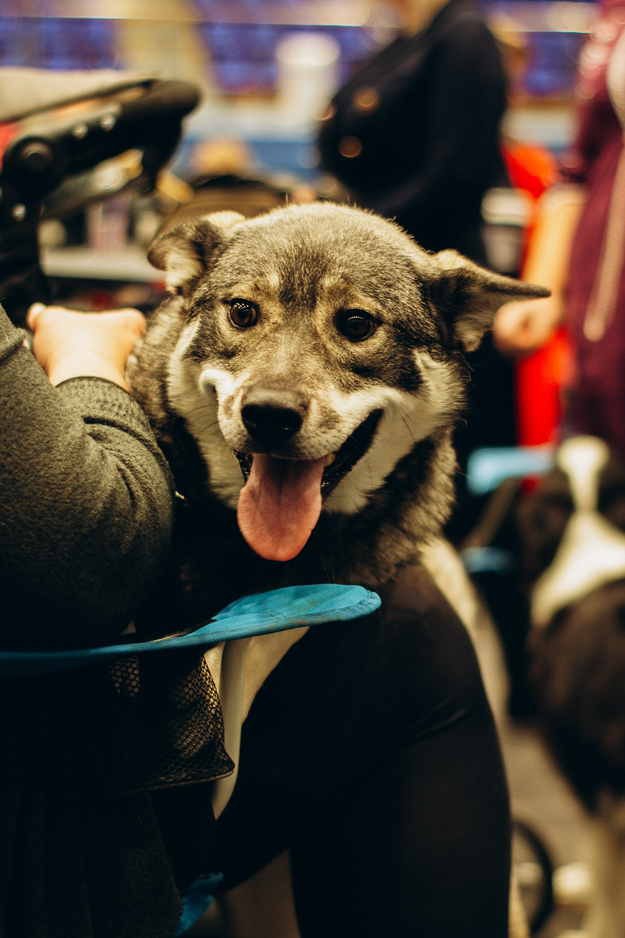 Rakvere Dog Show. Kat Laisaar — Pet photographer in Tallinn