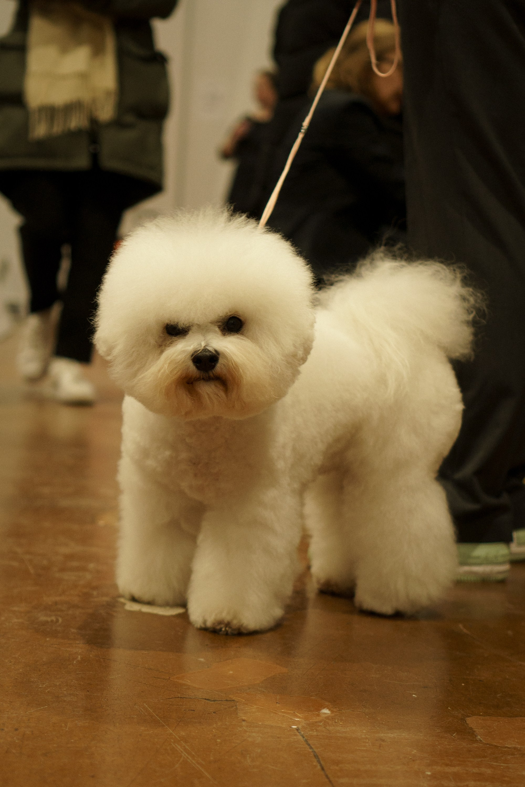 Tartu International Dog Show. Kat Laisaar — Pet photographer in Tallinn