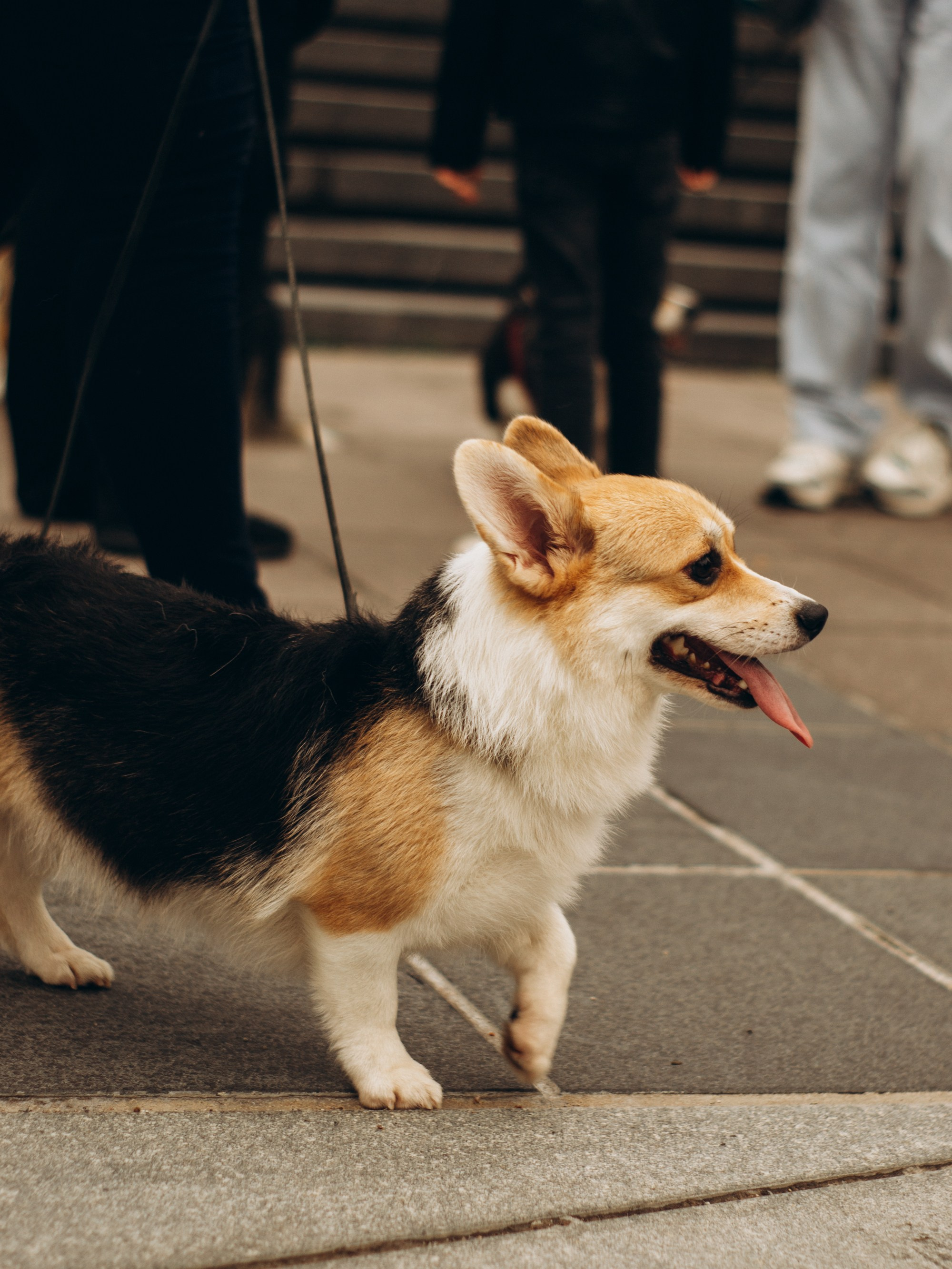 Corgi party, september. Kat Laisaar — Pet photographer in Tallinn