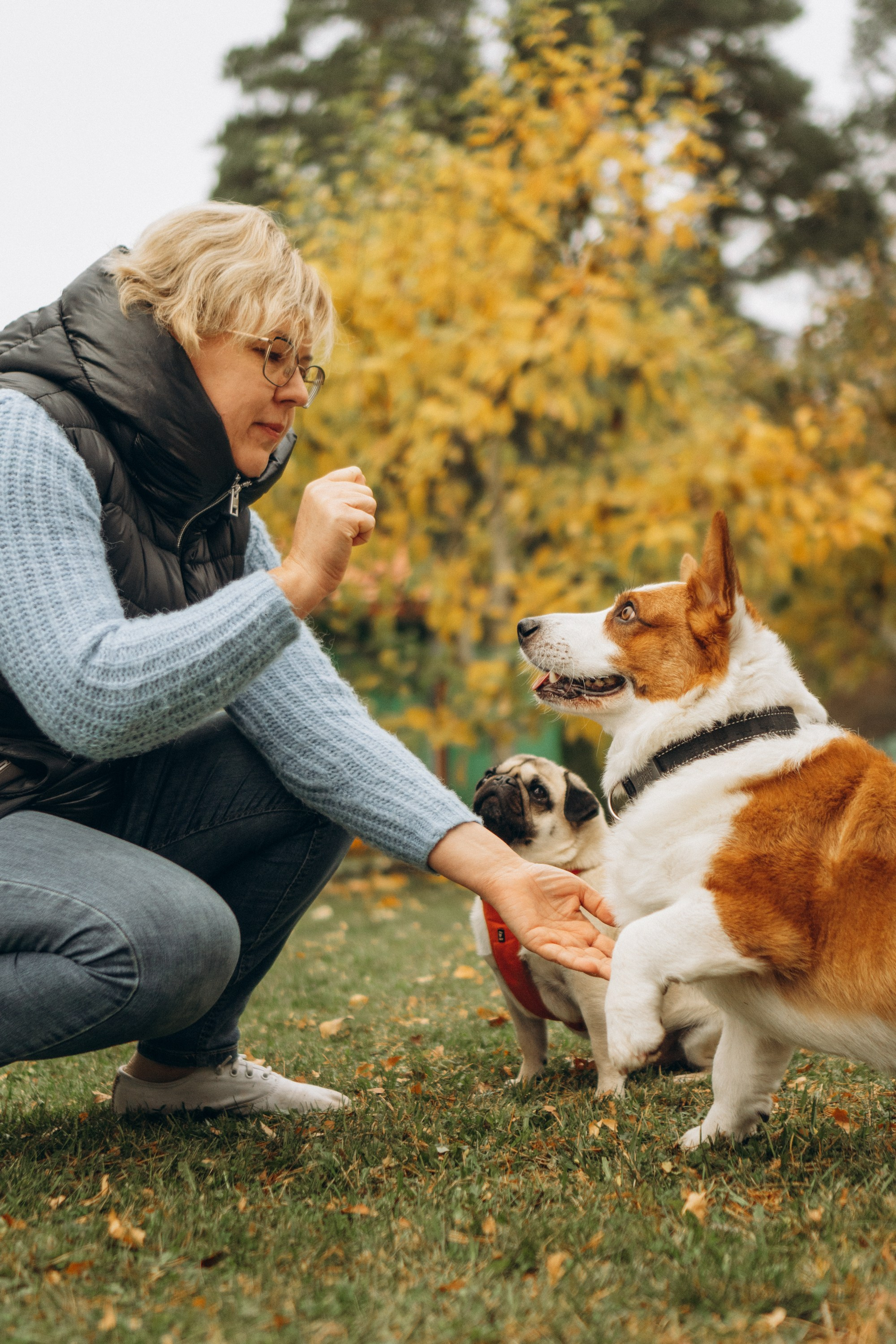 Jelena and her Sandy, Pug and Katja and her Safiir, Cardigan Welsh Corgi. Kat Laisaar — Pet photographer in Tallinn