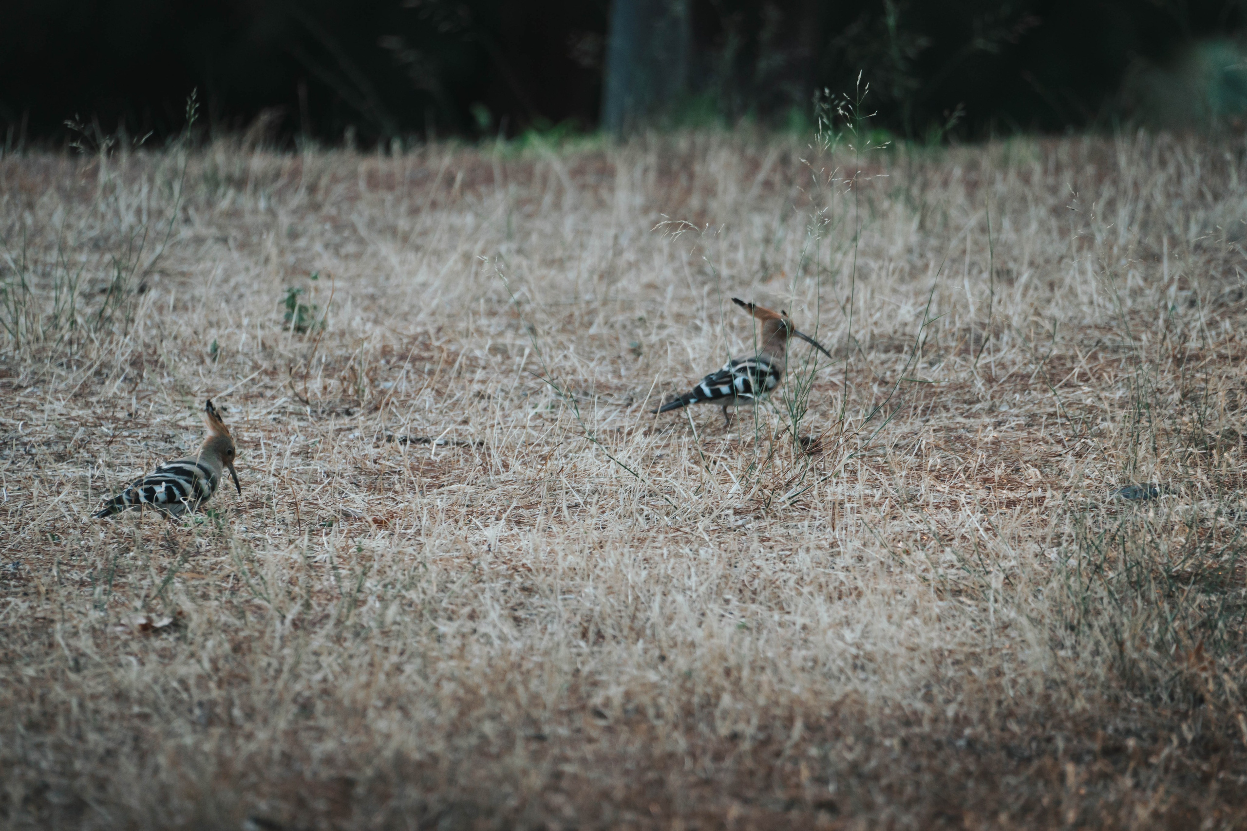 Bocetos. Alba del Norte Studio