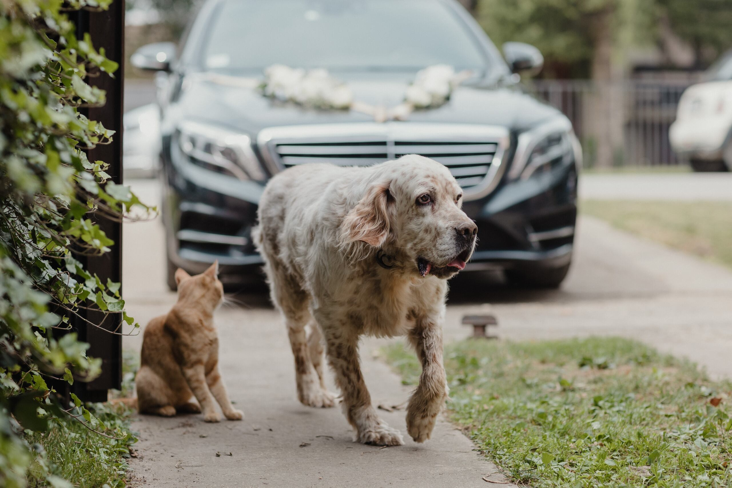 Jovana & Zoran. Wedding photographer based in Novi Sad, Marko Milivojevic