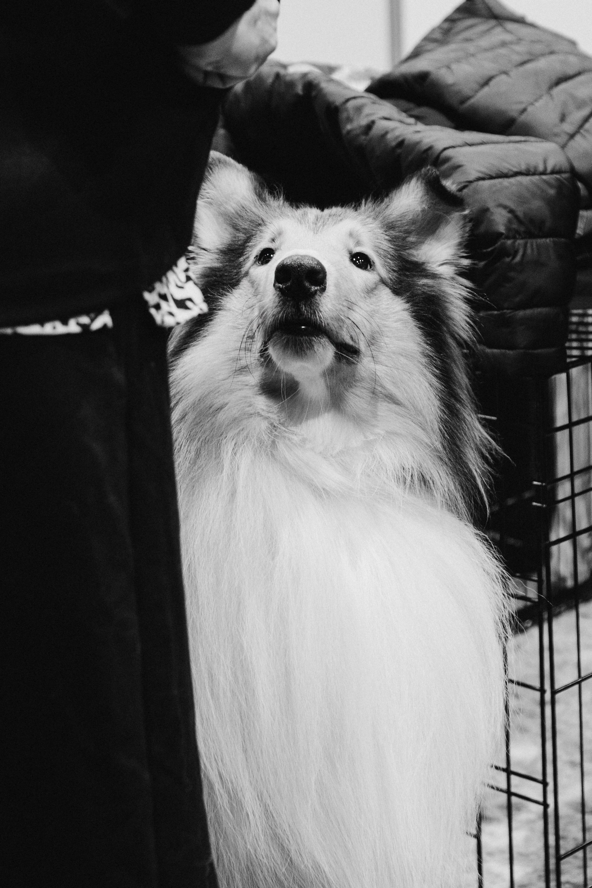 Tartu International Dog Show. Kat Laisaar — Pet photographer in Tallinn