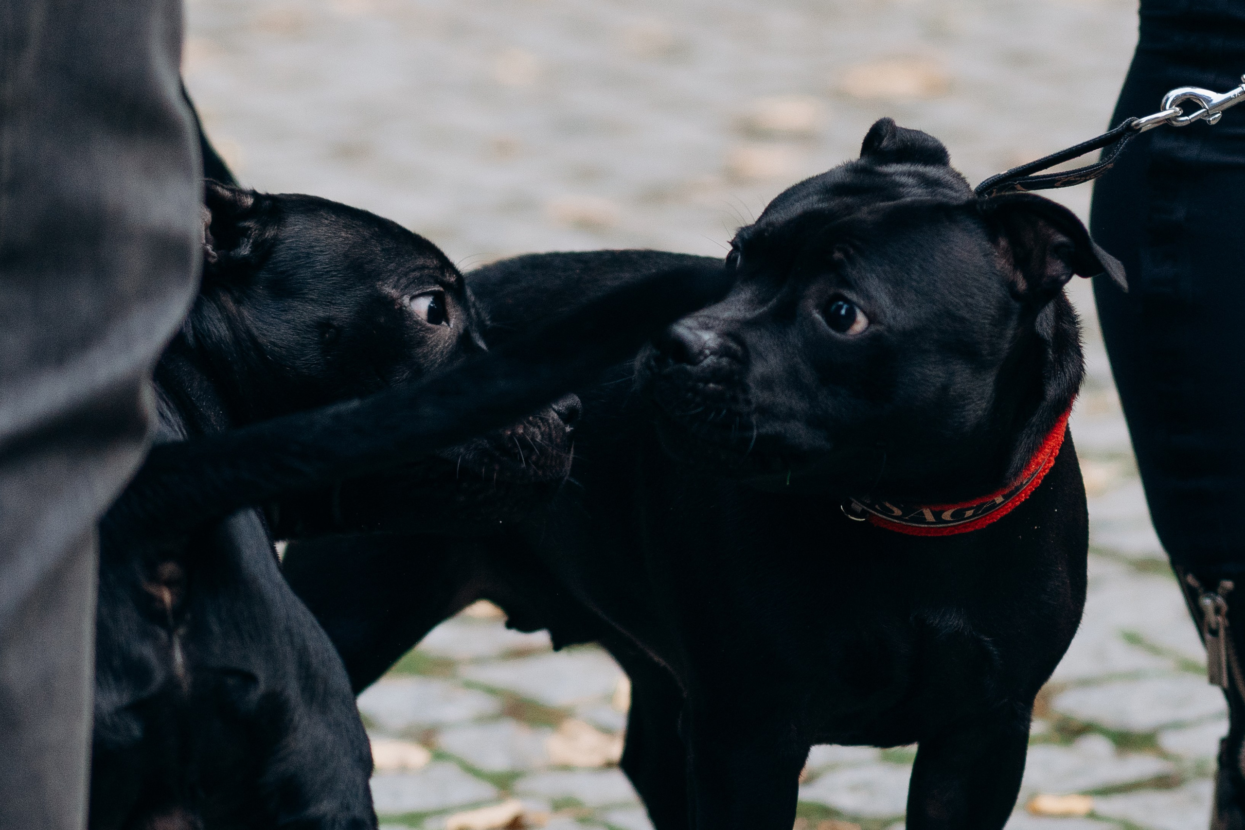 Staffordshire Bull Terriers Meetup. Kat Laisaar — Pet photographer in Tallinn