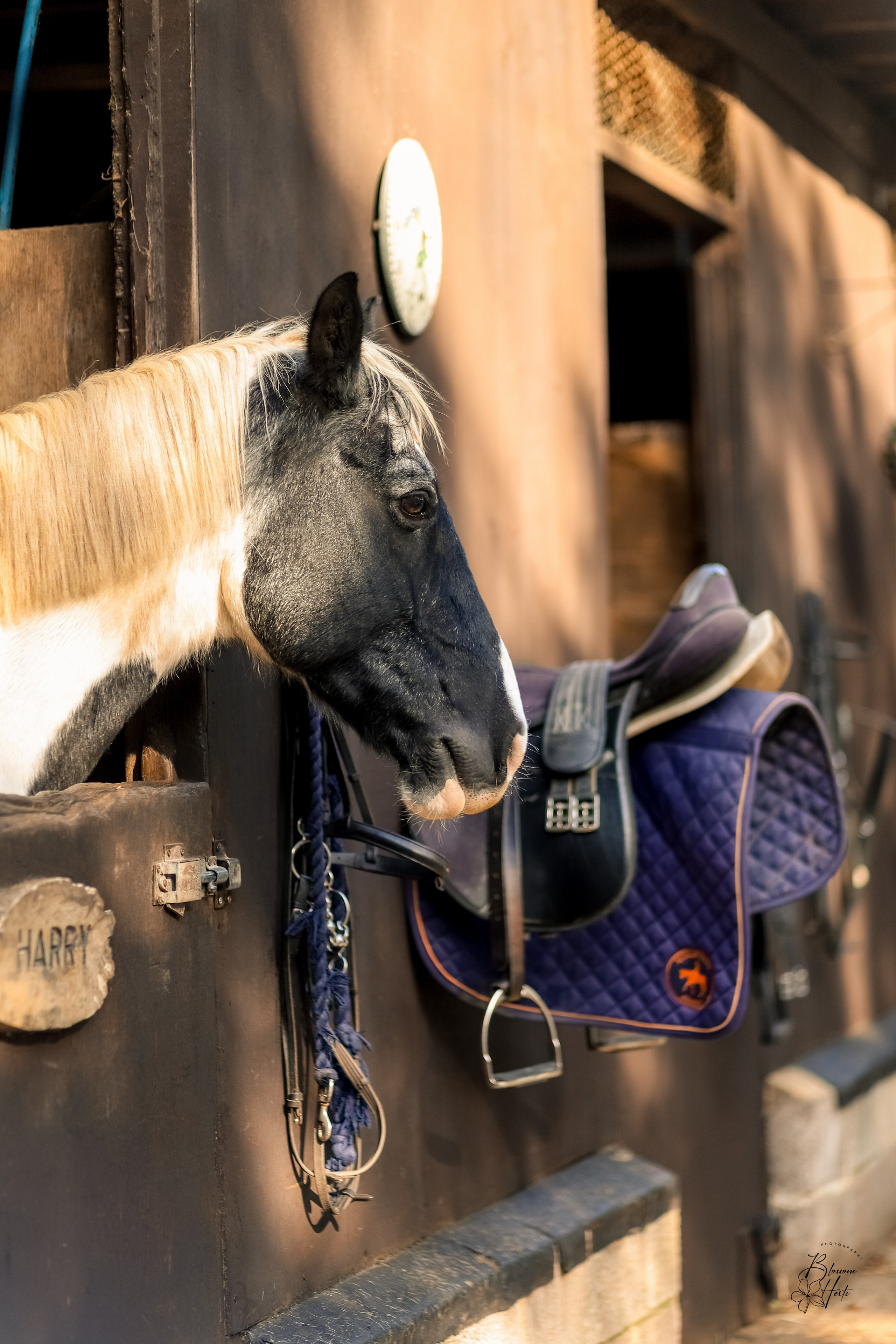 Testimonials. Family & children’s photographer in Herts & West London Iryna Blair