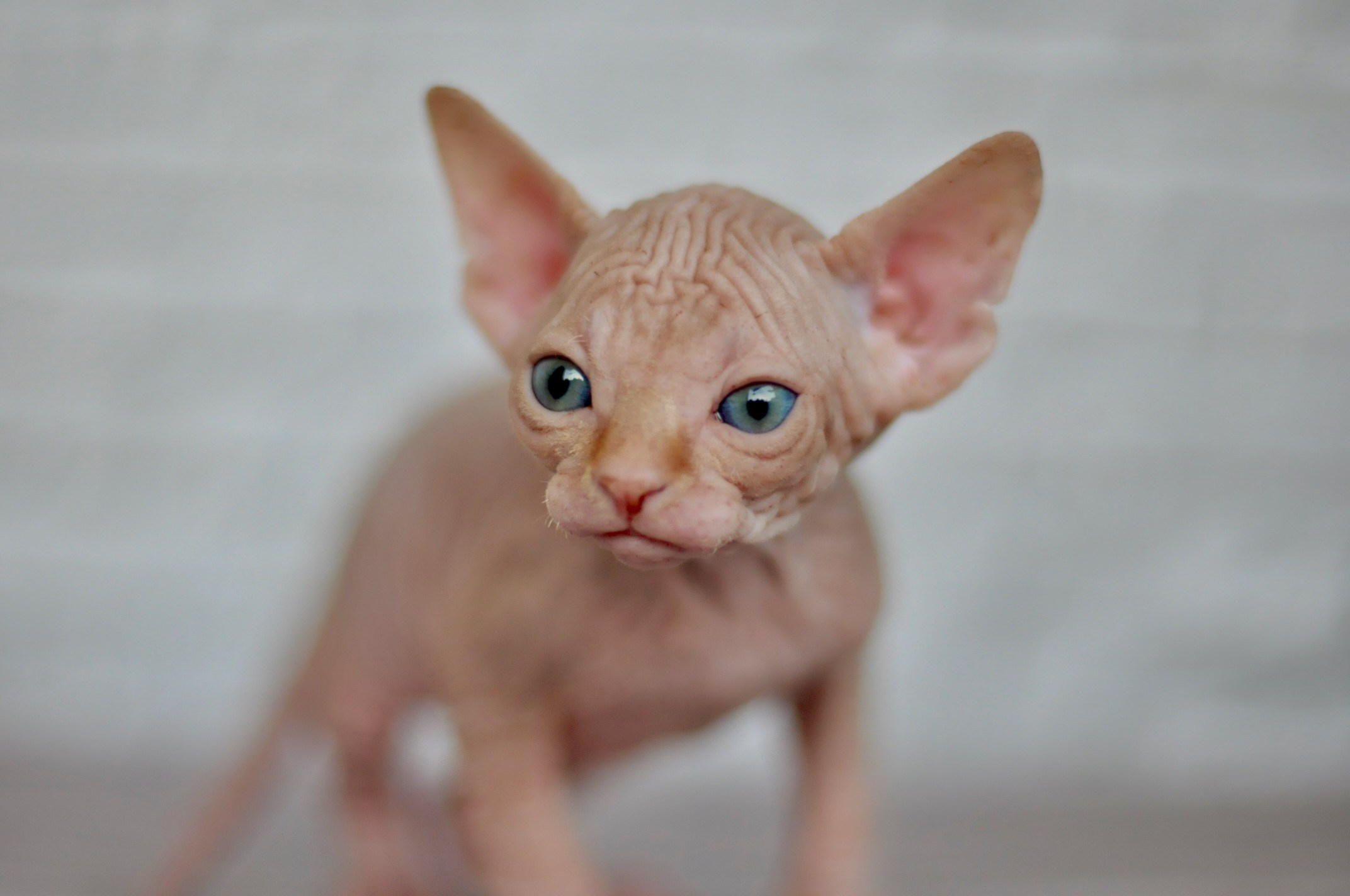 A cattery of Canadian Sphynx breed, located in Limassol, Cyprus