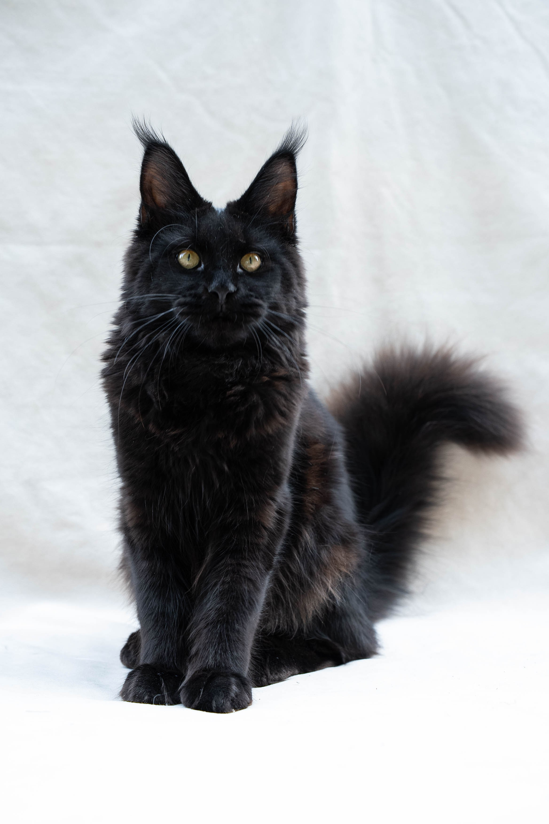 Senator Jetta. Senator Cat — Maine Coon cattery