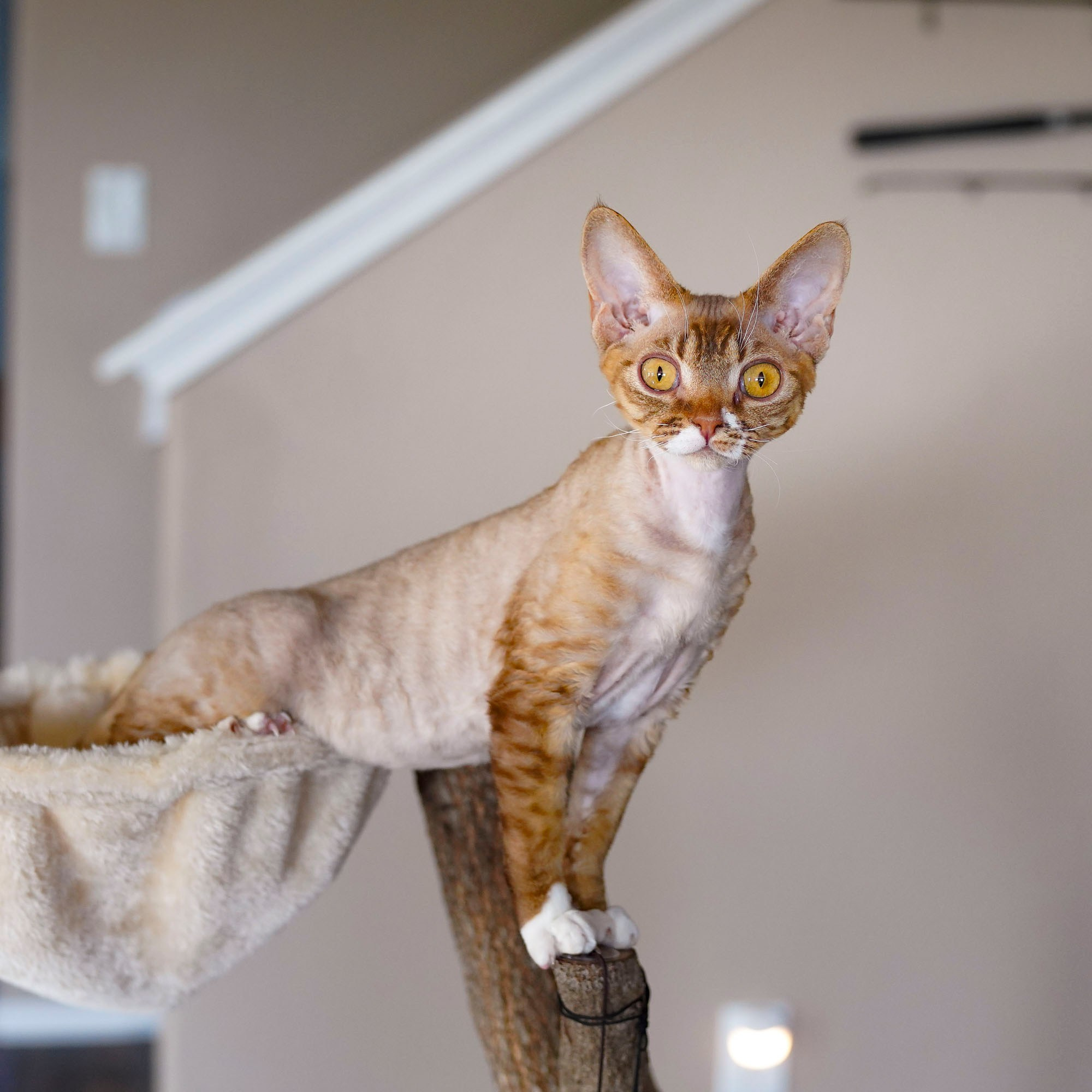 Yasia. Devon Rex Pixie Cattery
