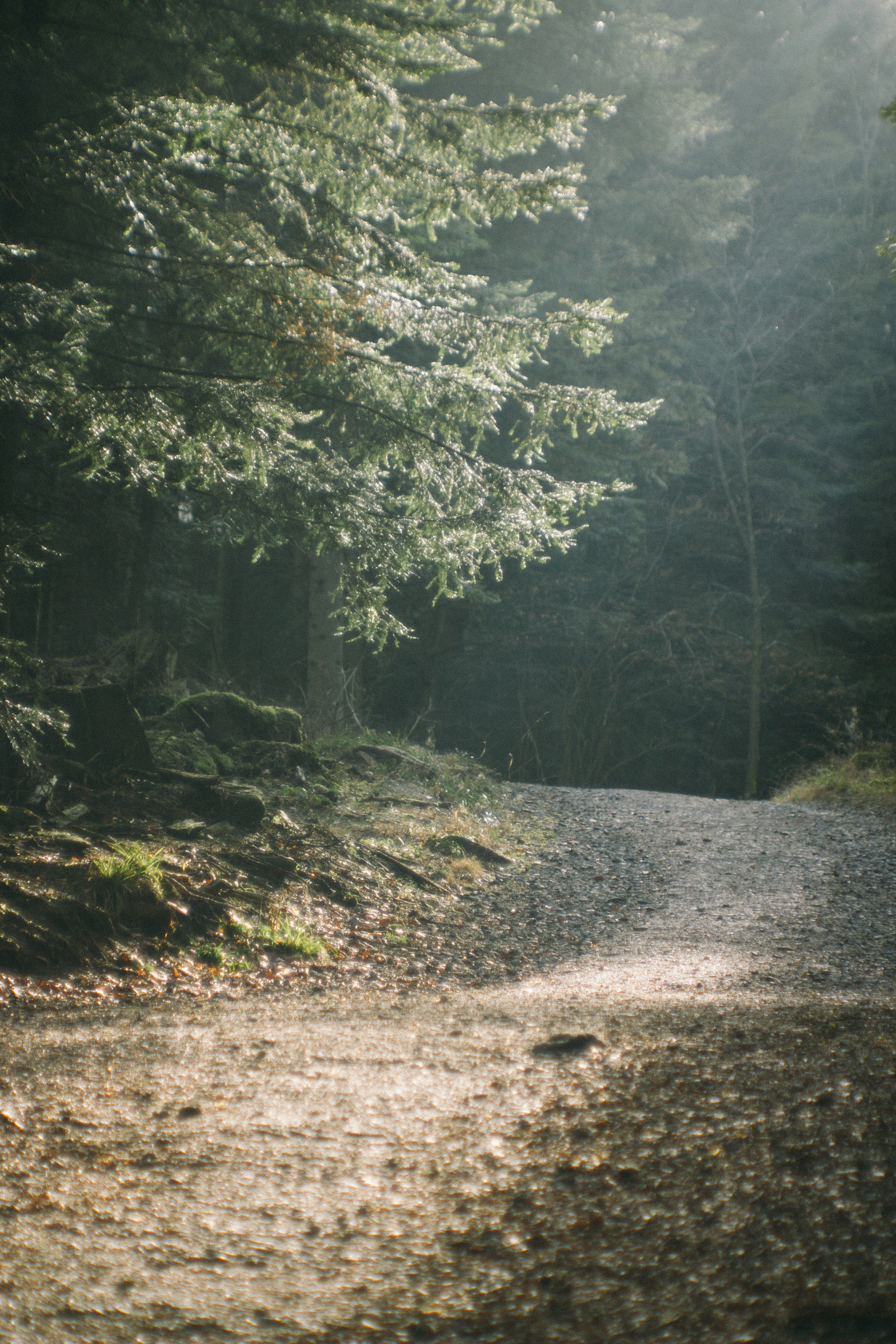 Baumwipfelpfad in Bad Wildbad. Maria Chistyakovа — Fotografin in Karlsruhe, Baden-Baden und Umgebung