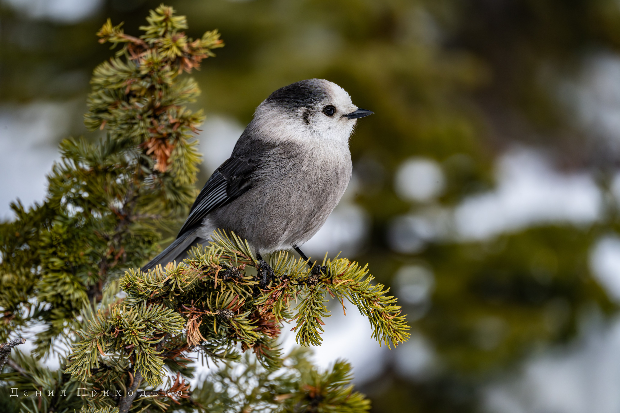 Danil Prikhodko Photography