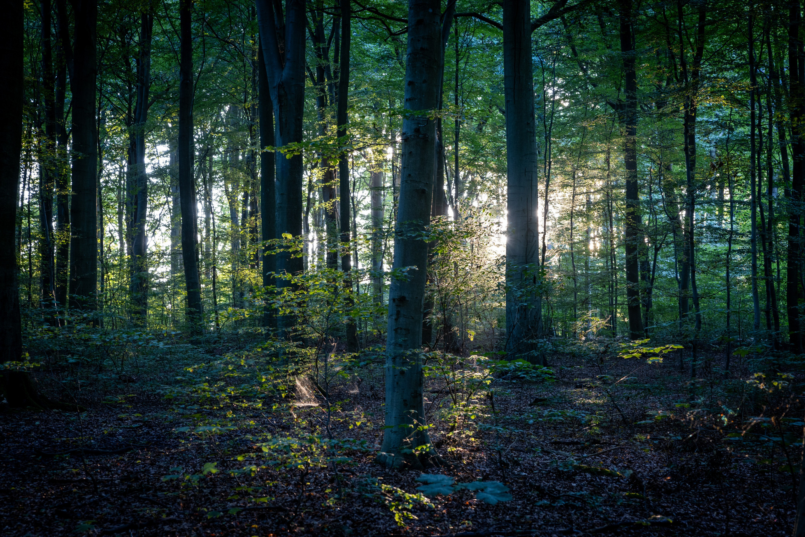 Sommer. Fotograf Aarhus | Portrætfoto Århus | Flotte billeder