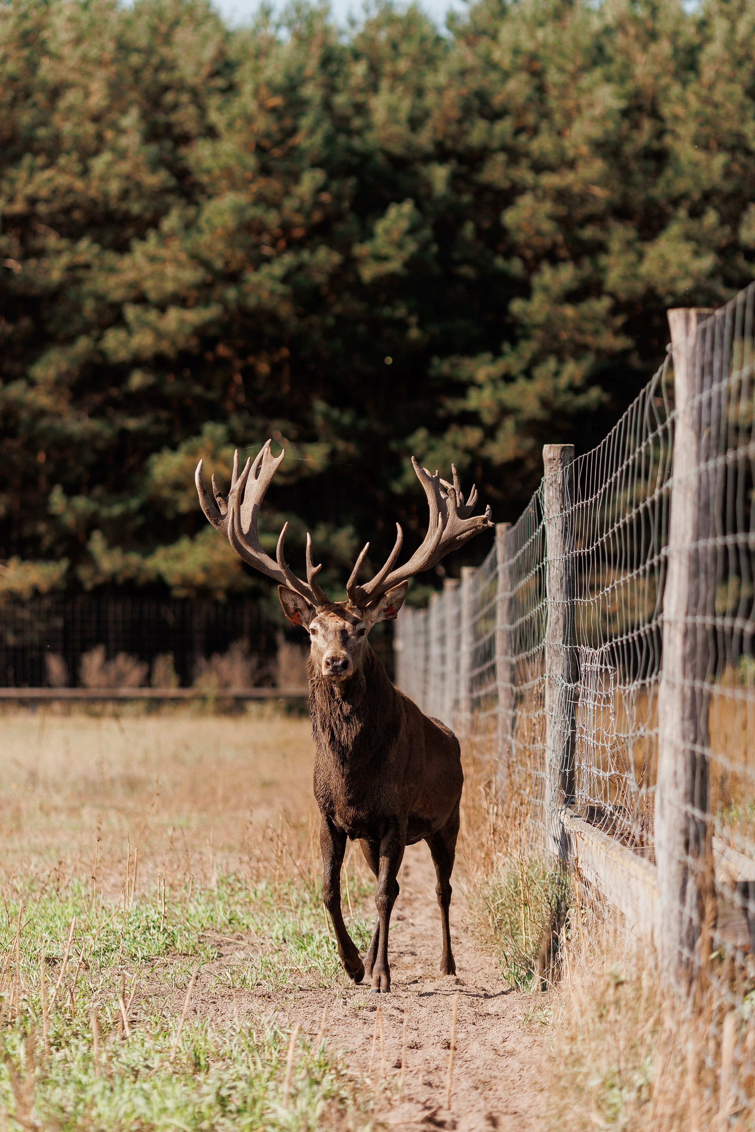 Екопарк Аміла. Ірина Терещук