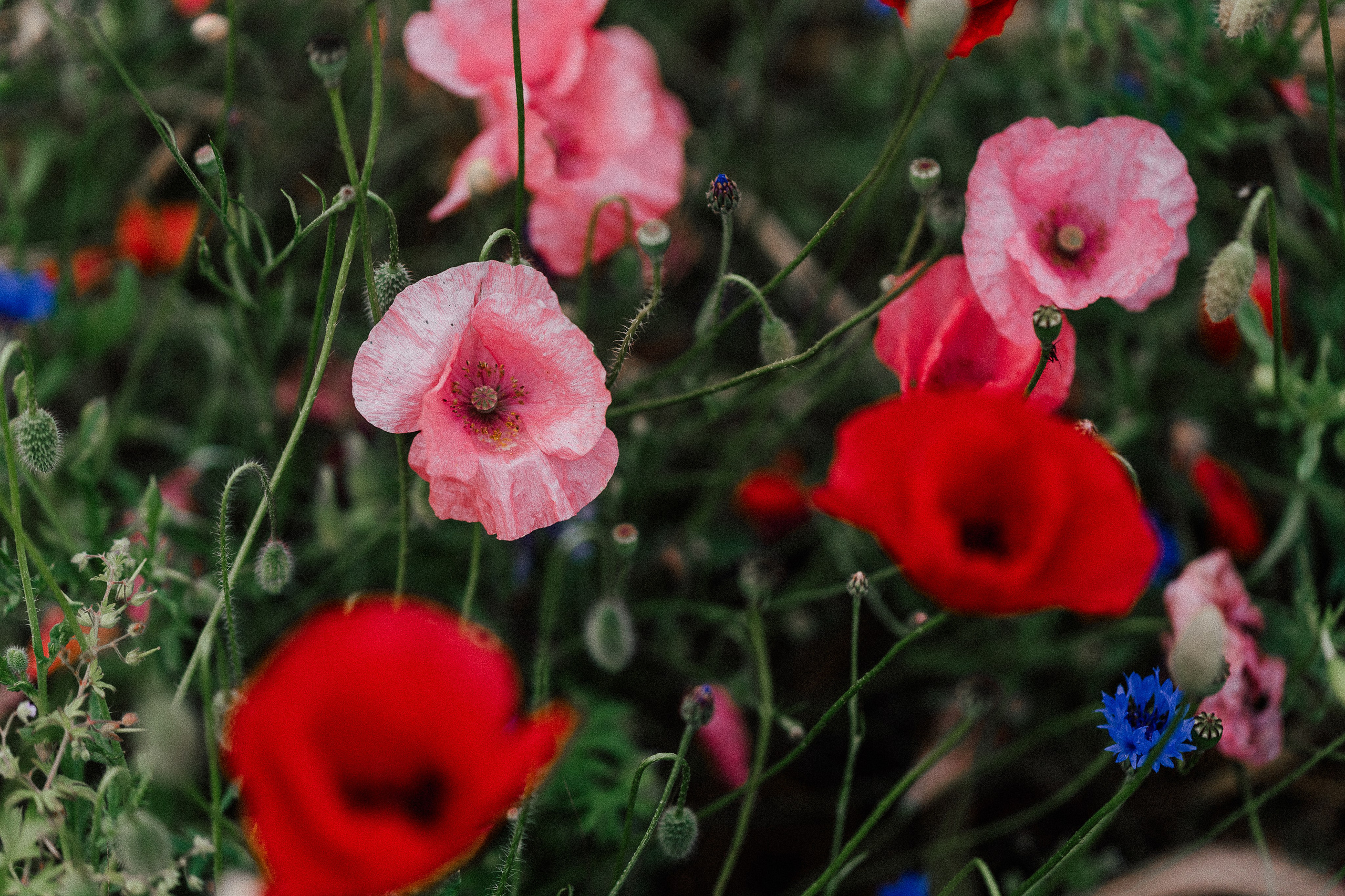 Poppy flowers. Familien, Portrait und Konzeptualfotografie in Genf, Schweiz