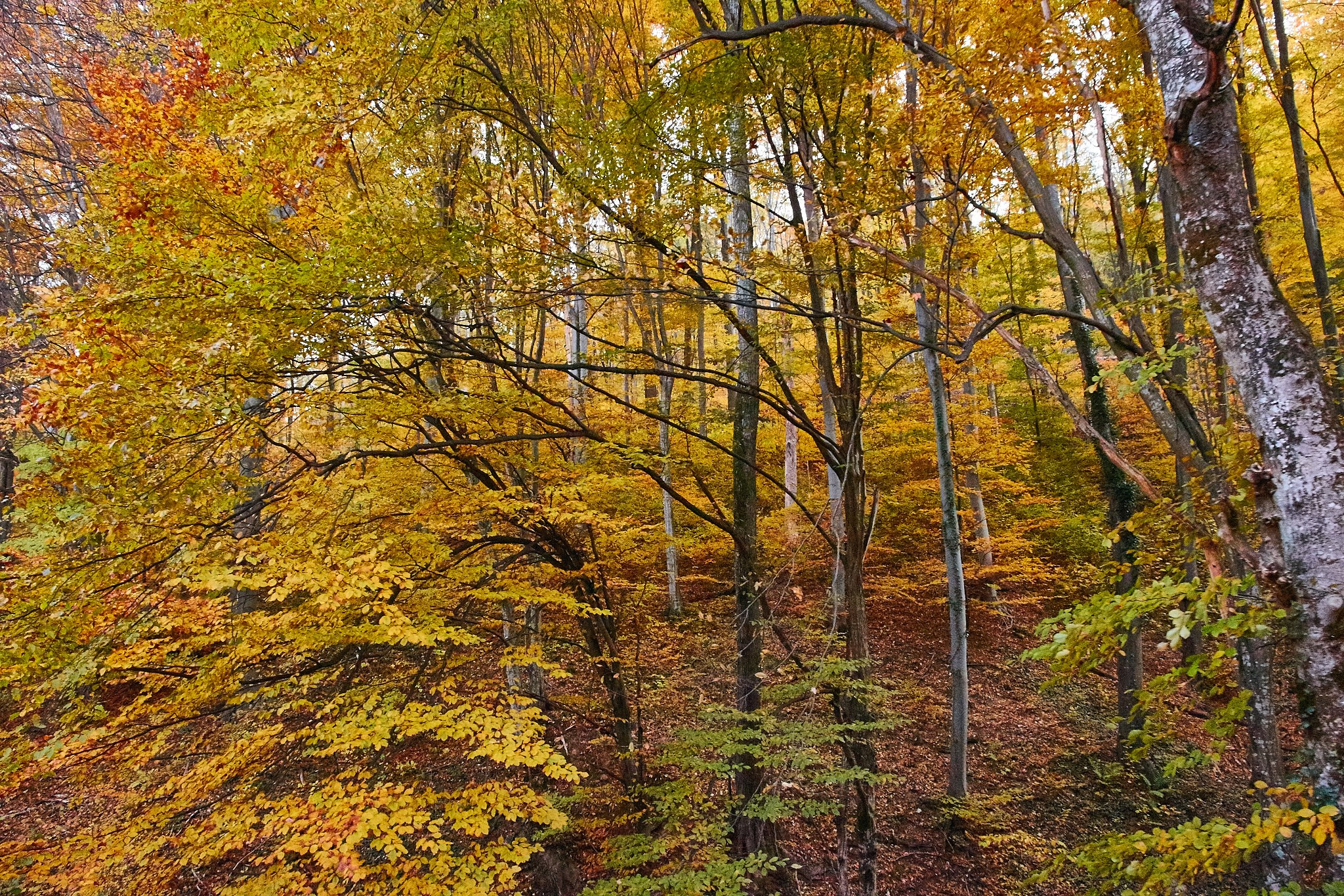 Toamna pe calea ferată Oravița-Anina, jud. Caraș-Severin. Pagina principală