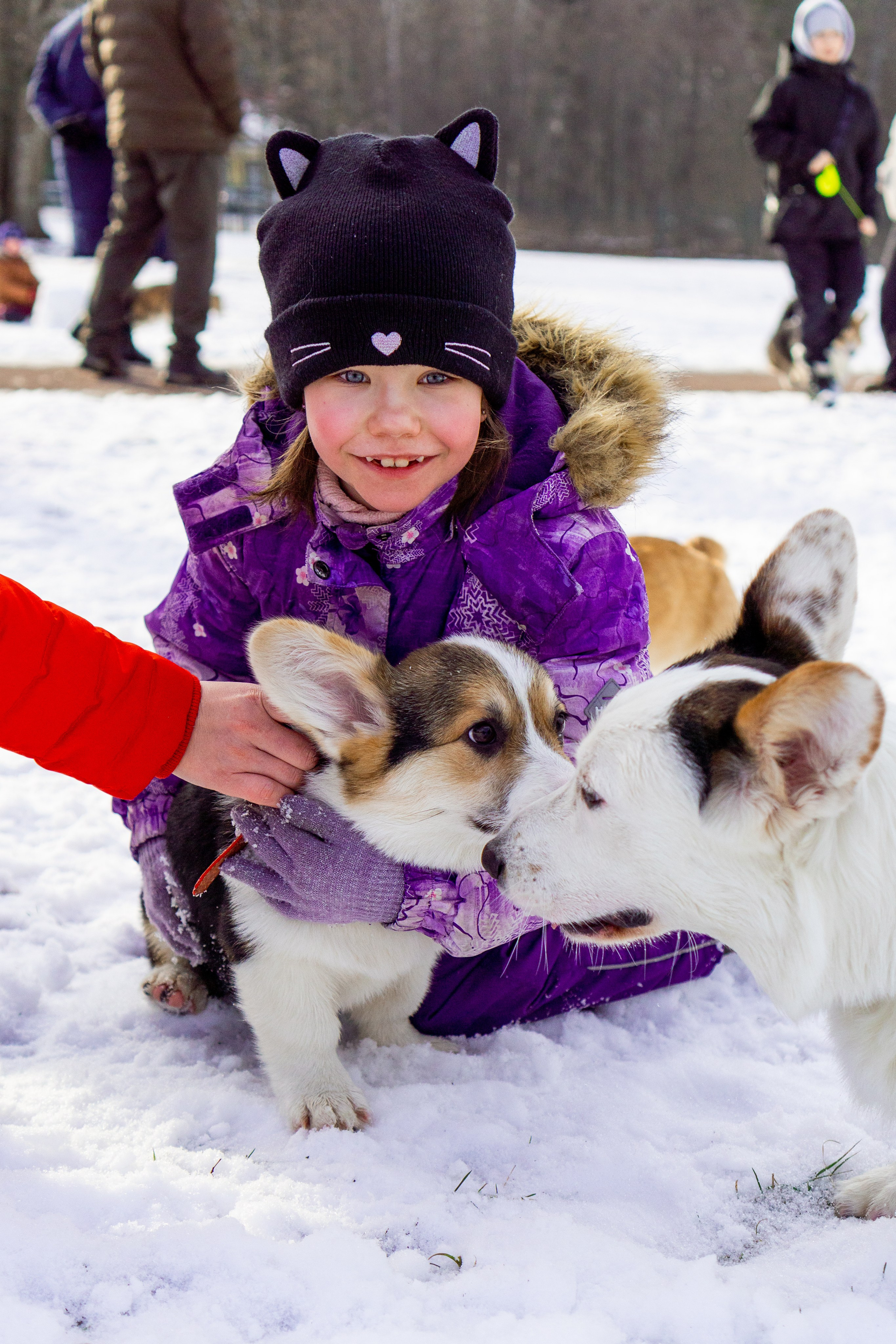 Corgi party, 23 feb. 2025. Kat Laisaar — Pet photographer in Tallinn