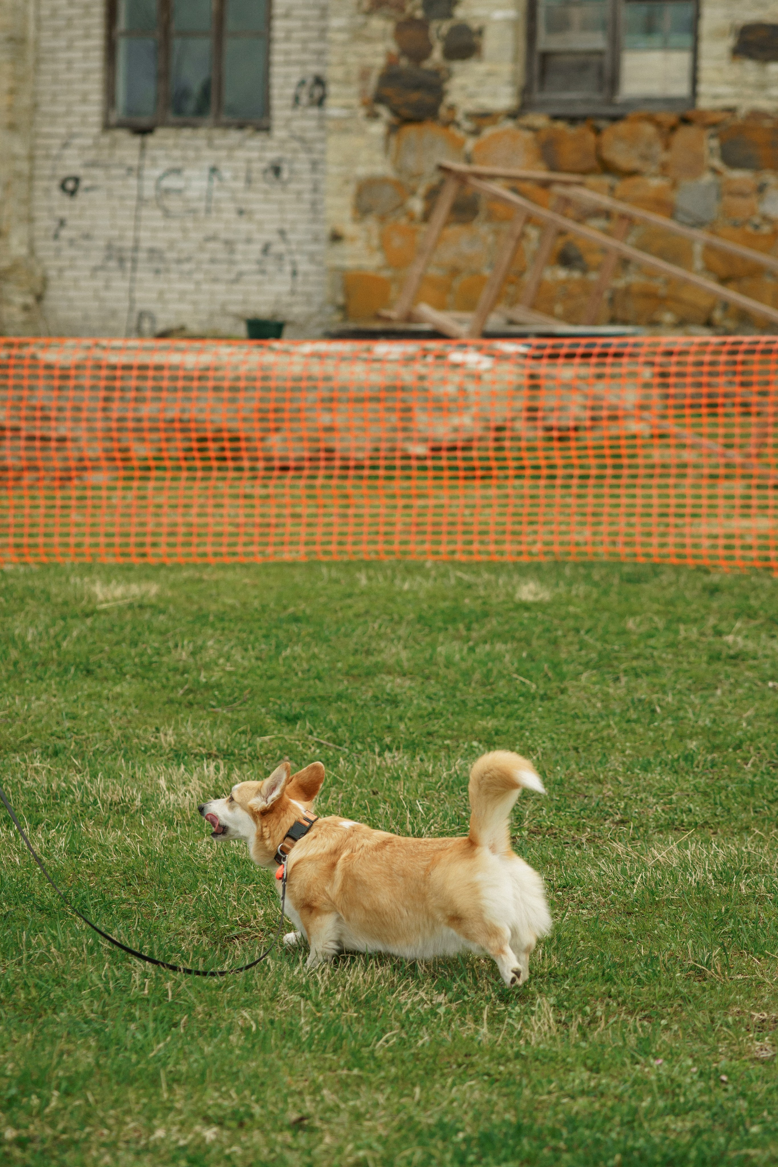 Herding Days, 26 apr. 2025. Kat Laisaar — Pet photographer in Tallinn