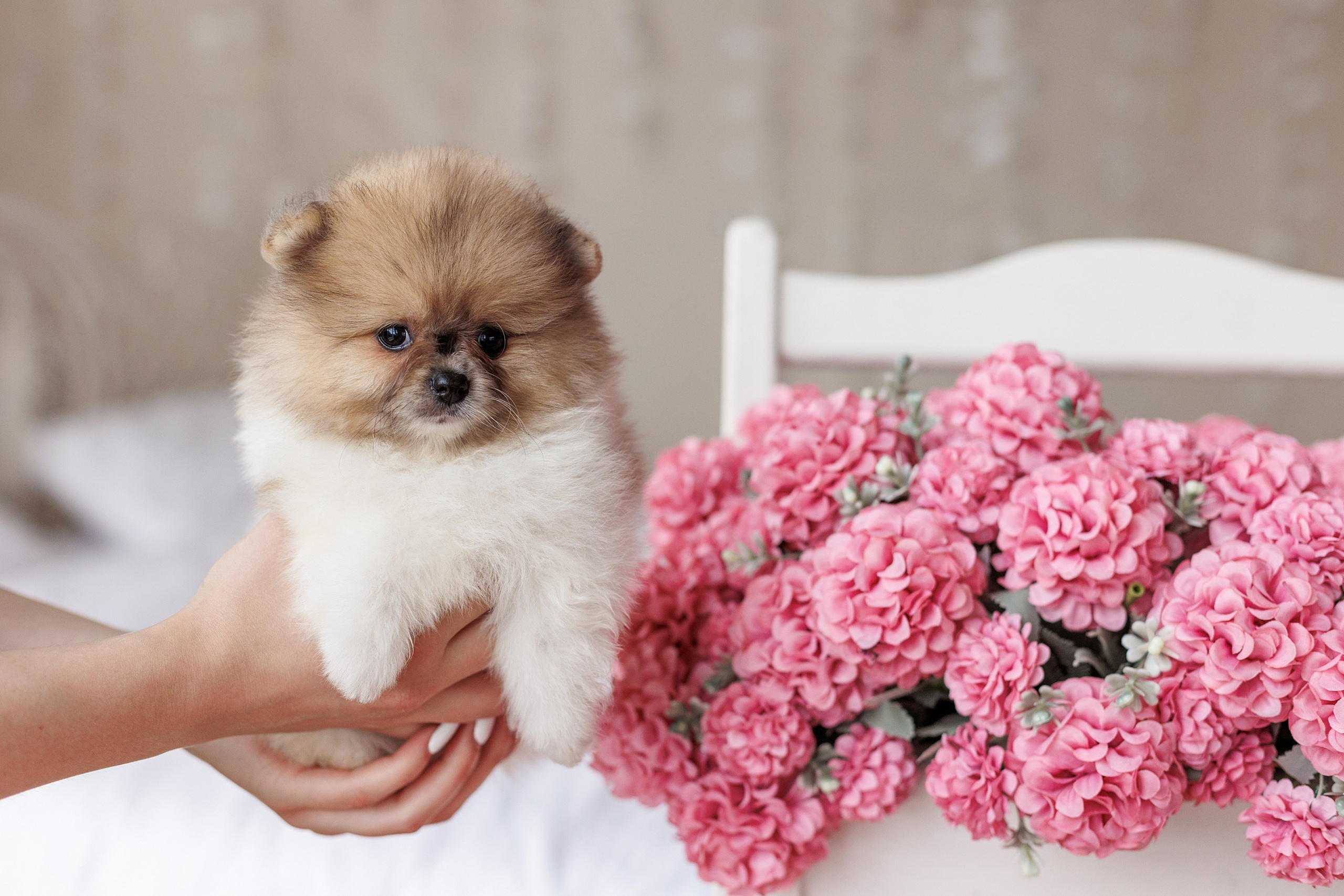 Pomeranian puppies. Семейный фотограф в Кишинёве Пулькина Ольга