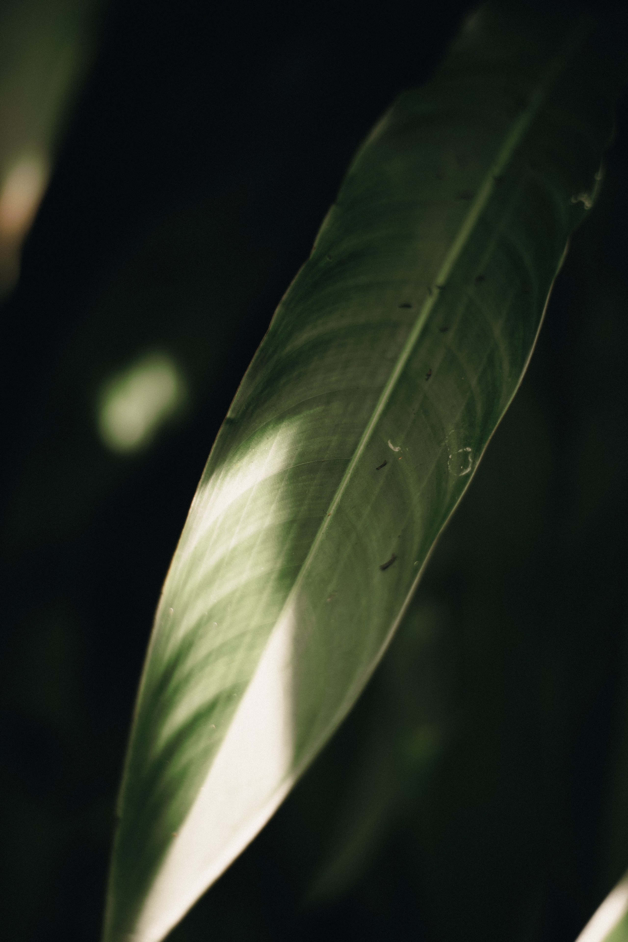 2025 | Beatriz e Lucas — Making Of. Denis Damasceno | Fotografia