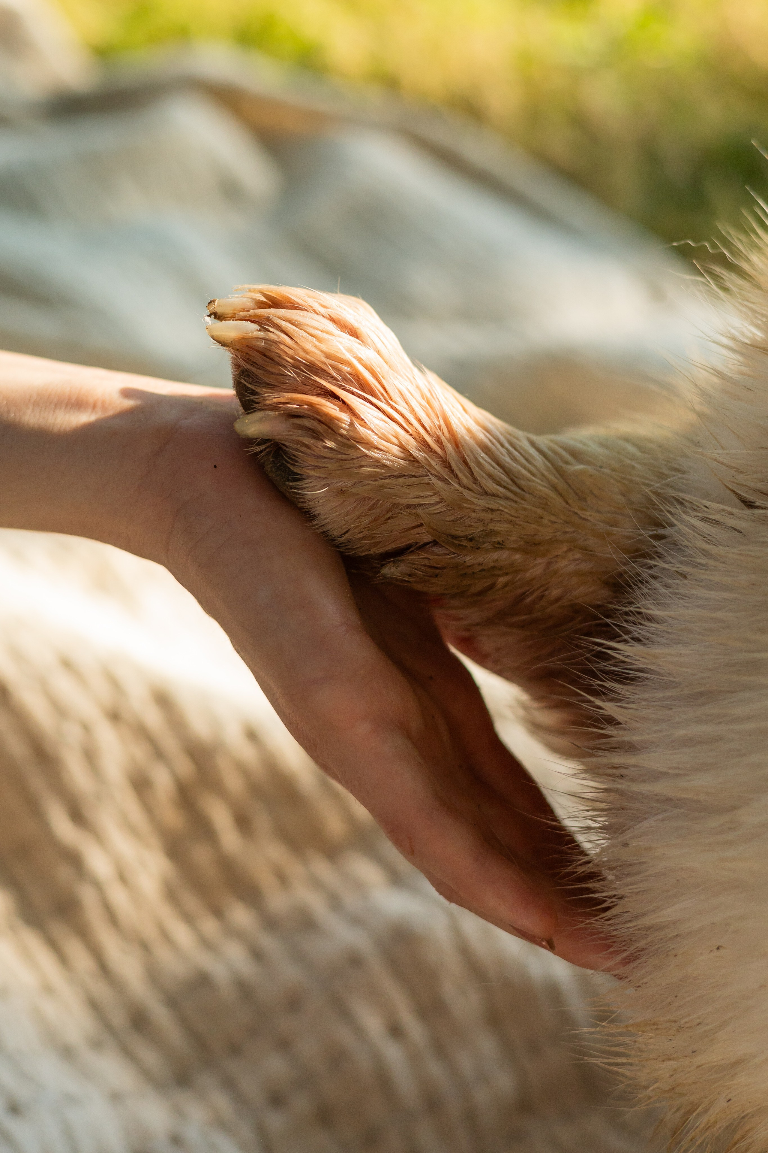 Мария и Санти. Фотограф-анималист | Белград