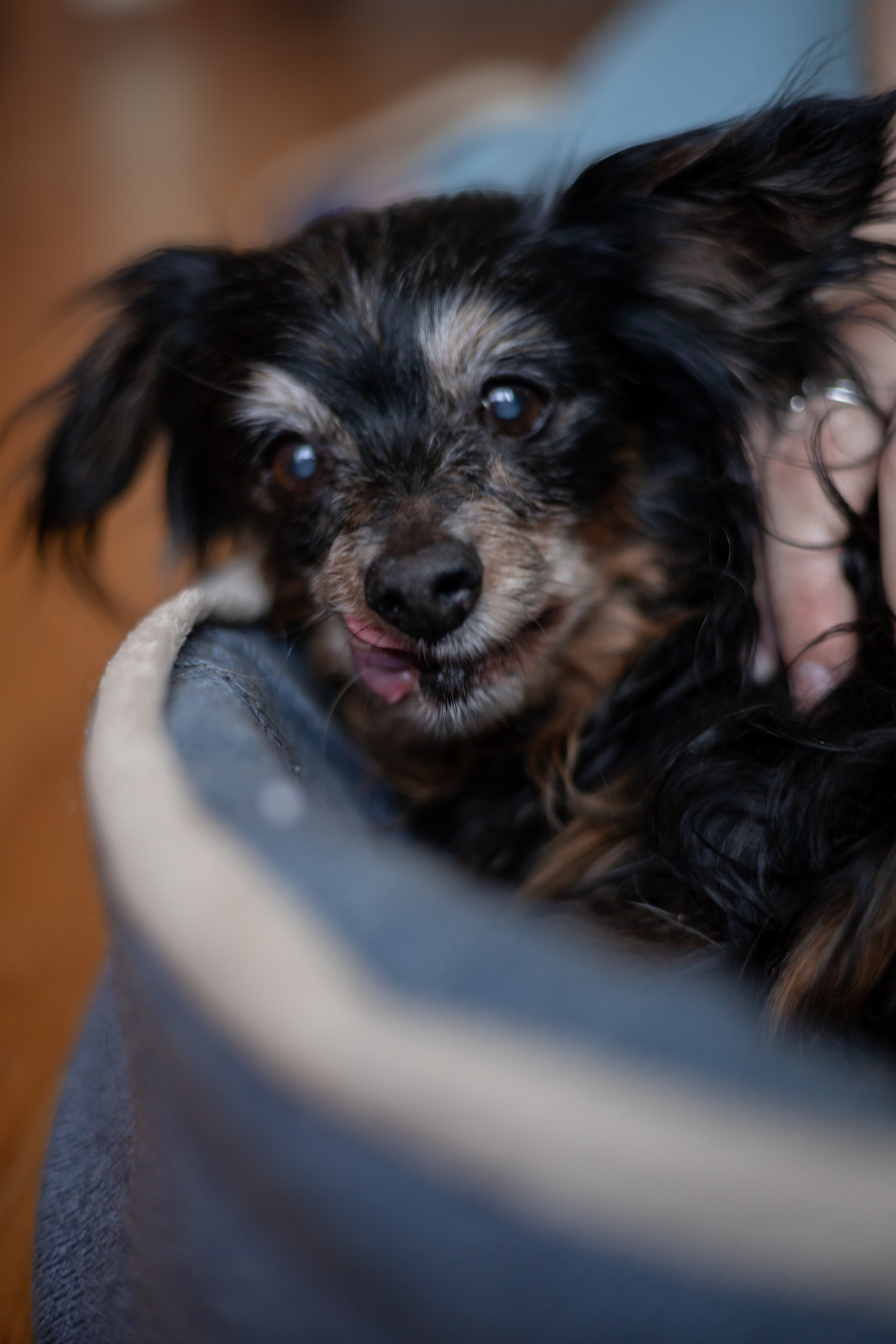 Настя, Долька и котейки. Фотограф-анималист | Белград