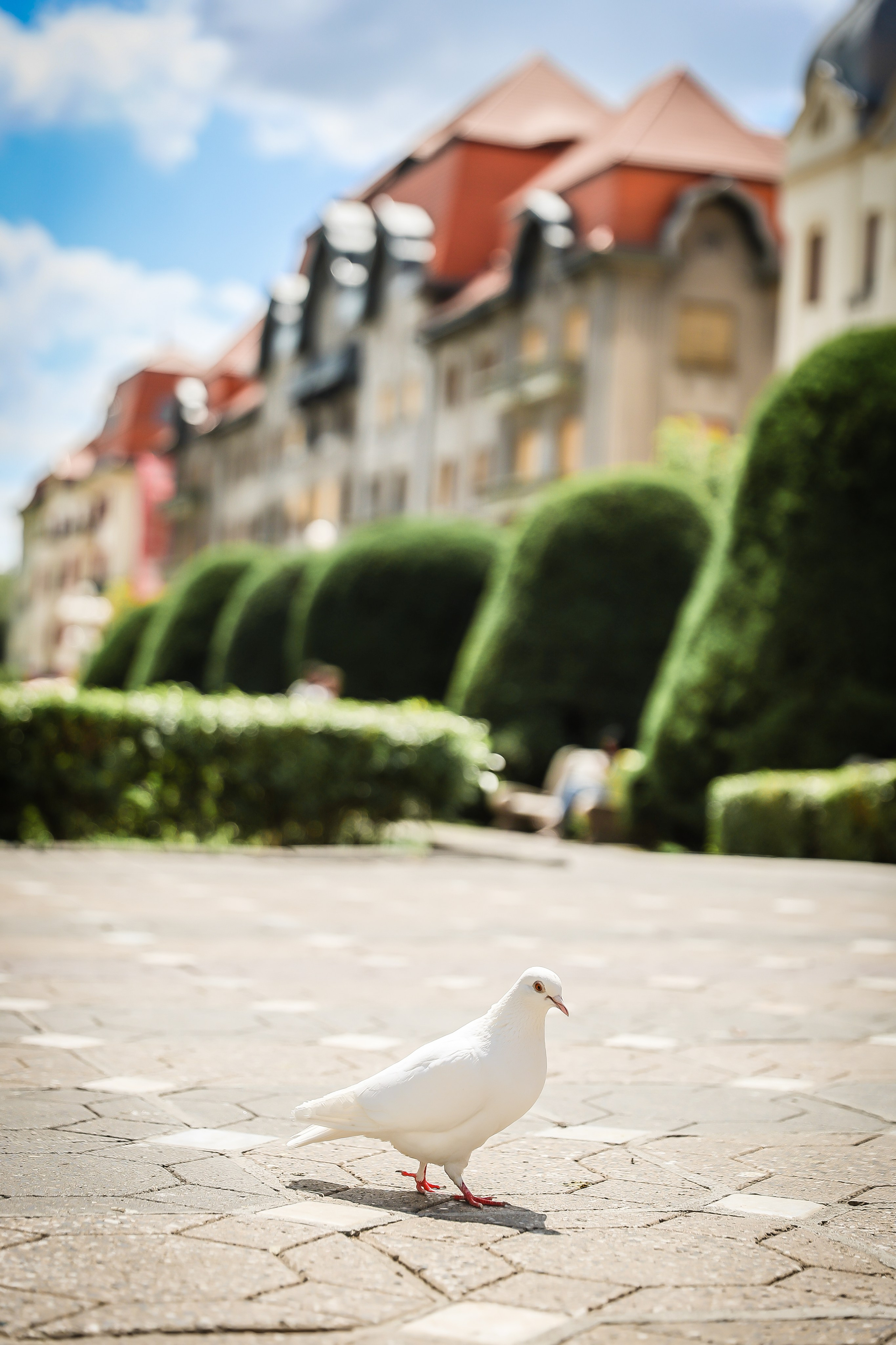 Simona & Titus-Temišvar. ZORAN TORĐAN — FOTOGRAF I VIDEO PRODUCENT Zrenjanin