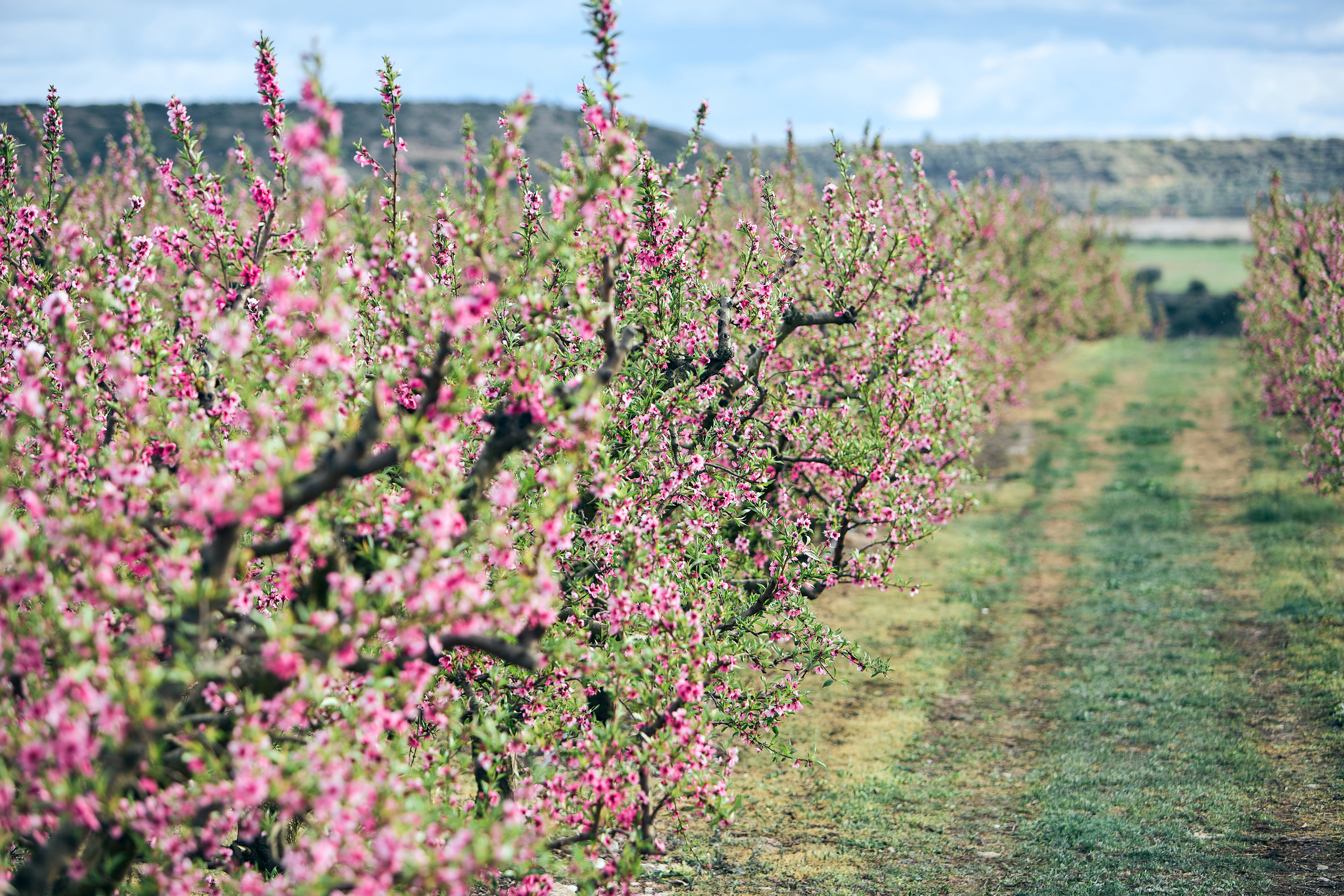 Valeria. Destination photographer in Barcelona, Spain, Europe, Worldwide - Andr